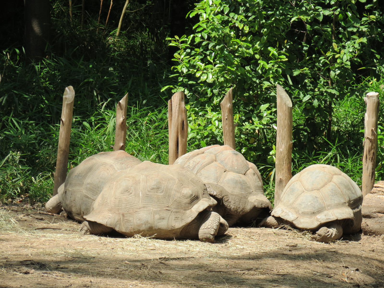 Wilds of Africa - Gorilla Trail - Aldabra Giant Tortoise Exhibit