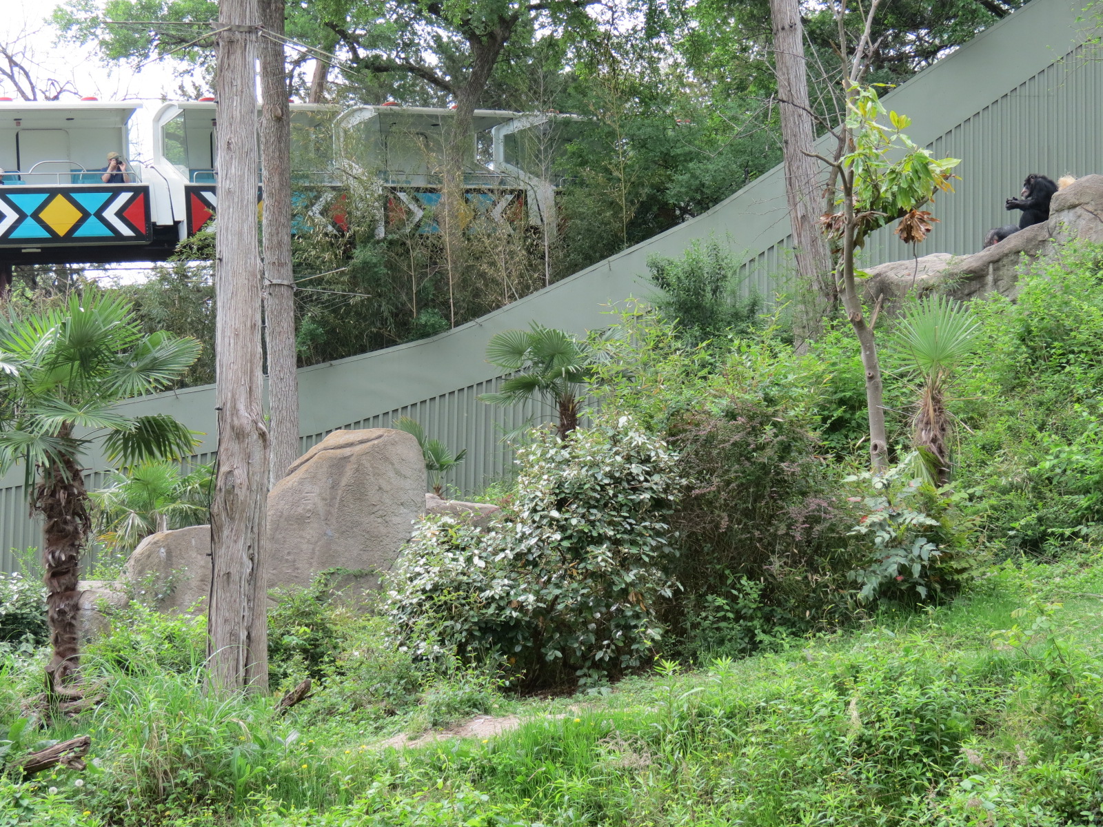 Wilds of Africa - Gorilla Trail - Chimpanzee Exhibit