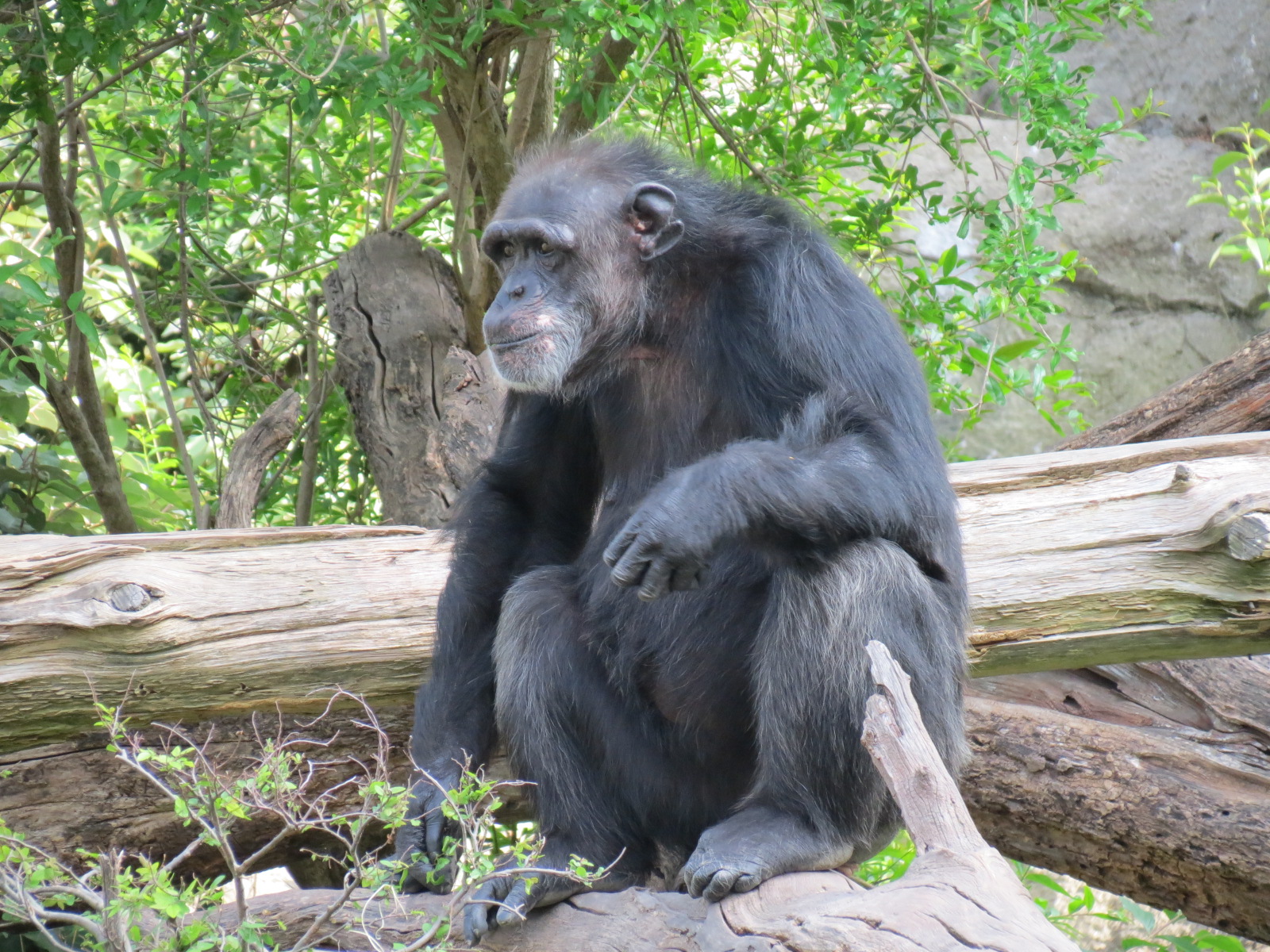 Wilds of Africa - Gorilla Trail - Chimpanzee Exhibit