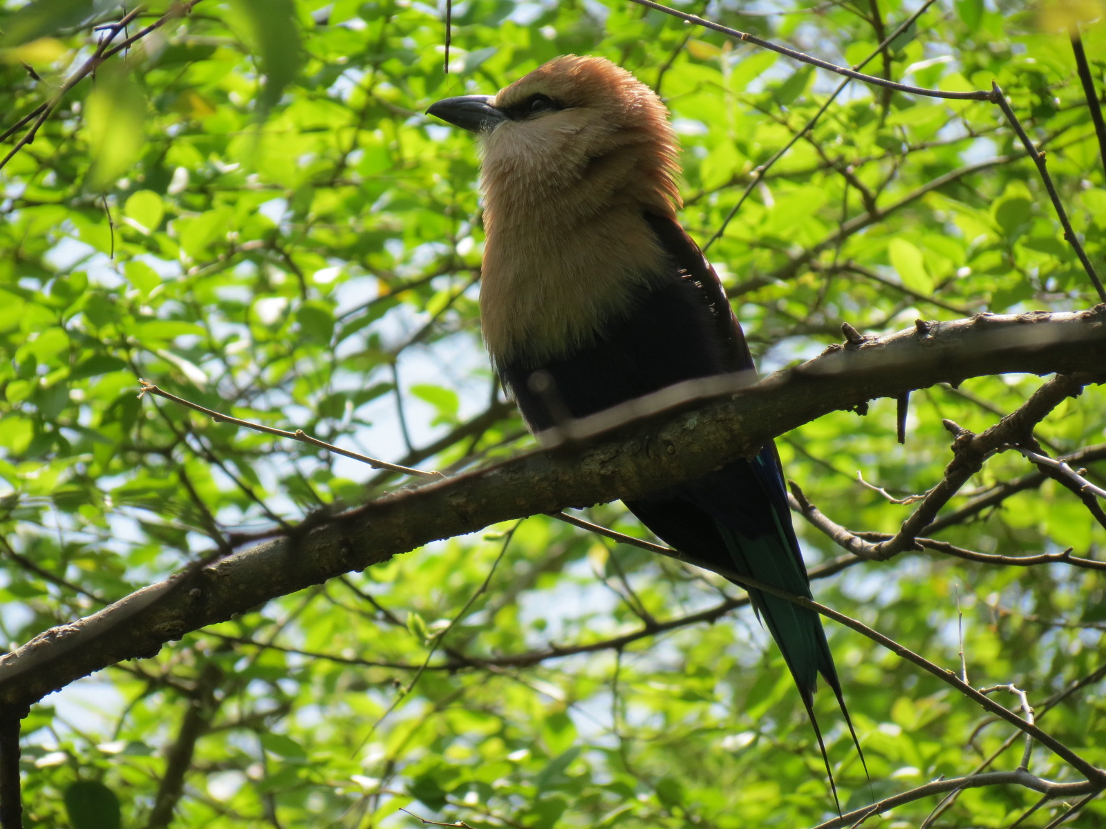 Wilds of Africa - Gorilla Trail - Forest Aviary - Blue-bellied Roller
