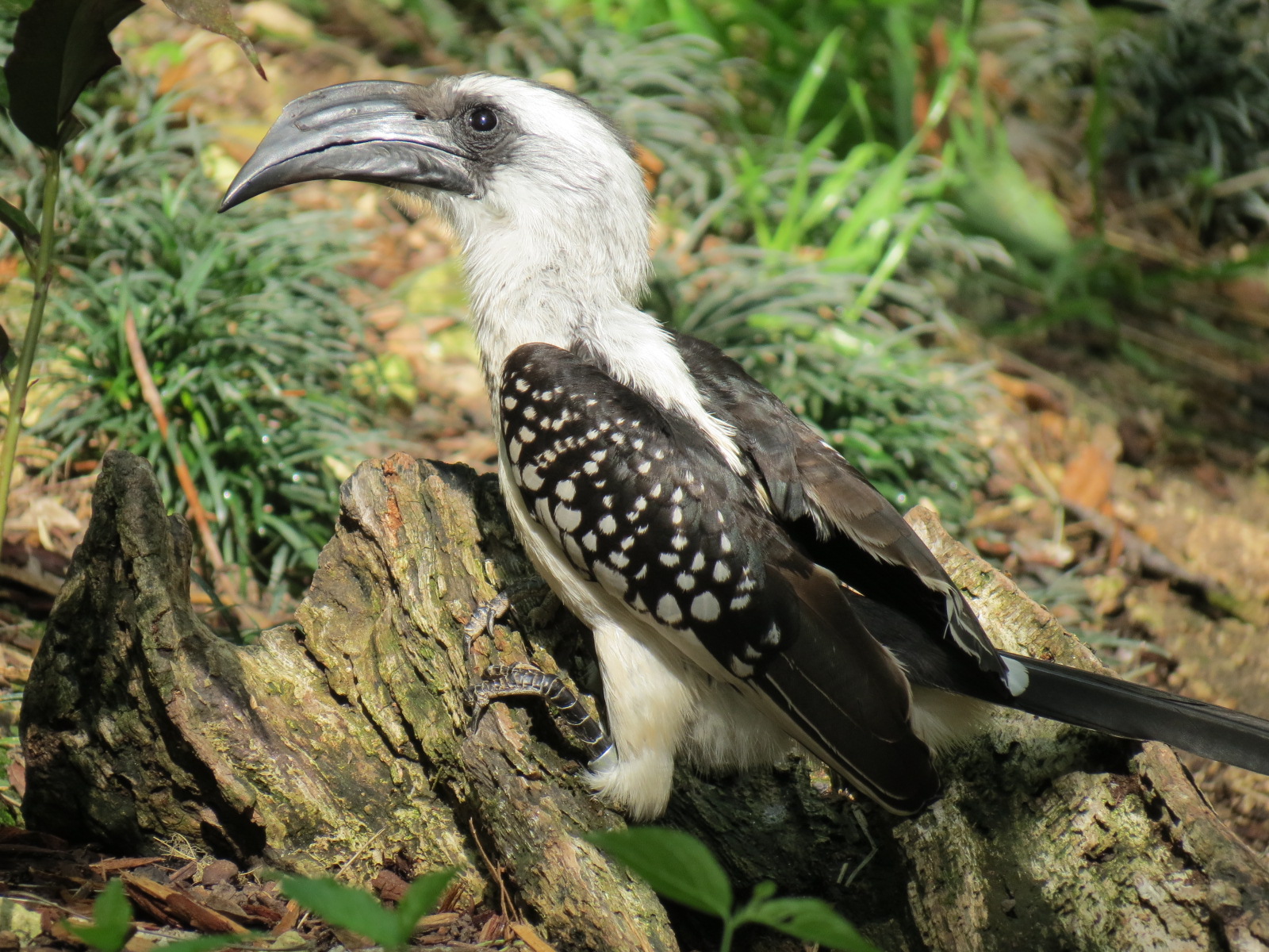 Wilds of Africa - Gorilla Trail - Forest Aviary - Jacksons Hornbill