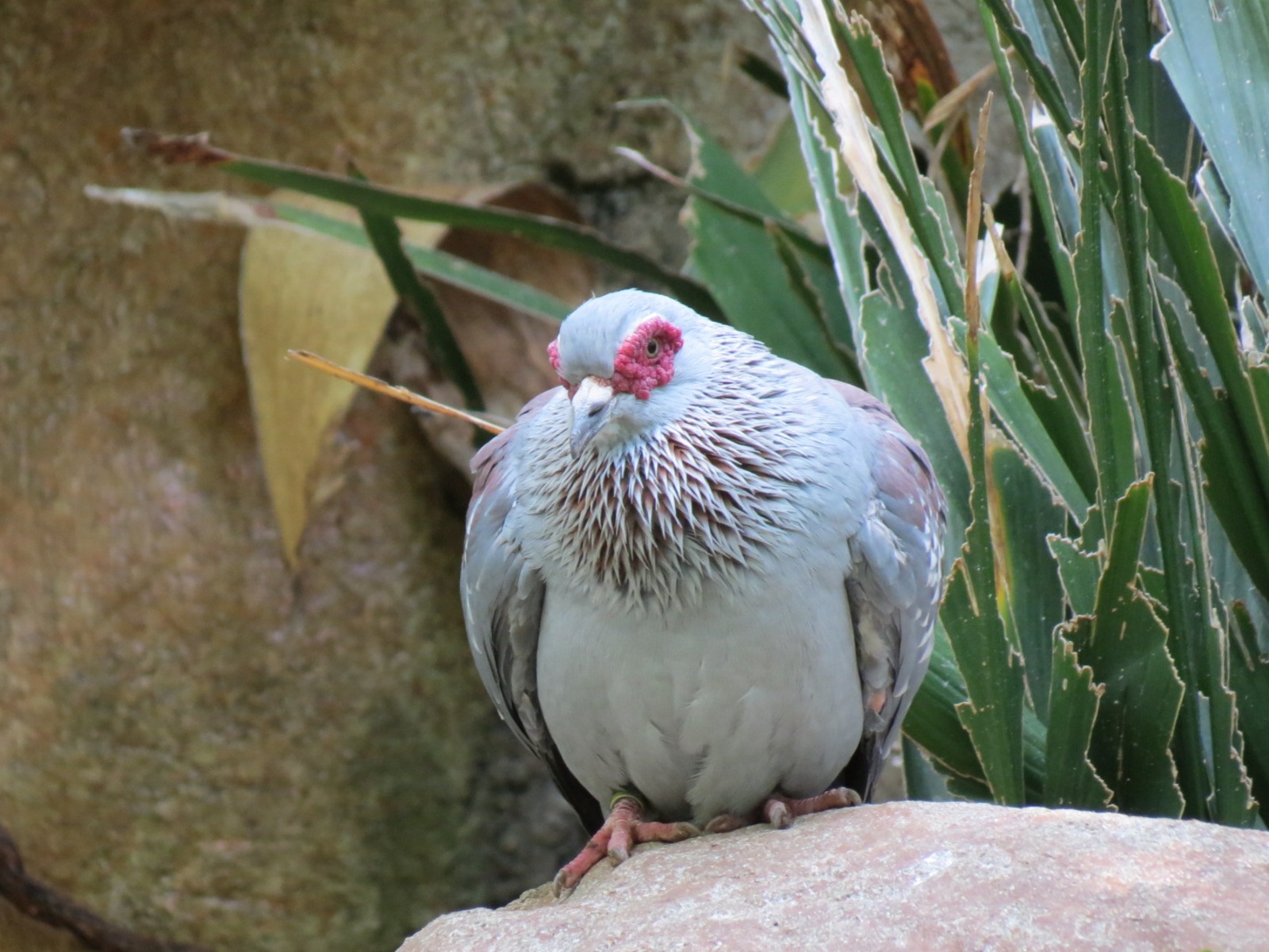Wilds of Africa - Gorilla Trail - Forest Aviary - Speckled Pigeon