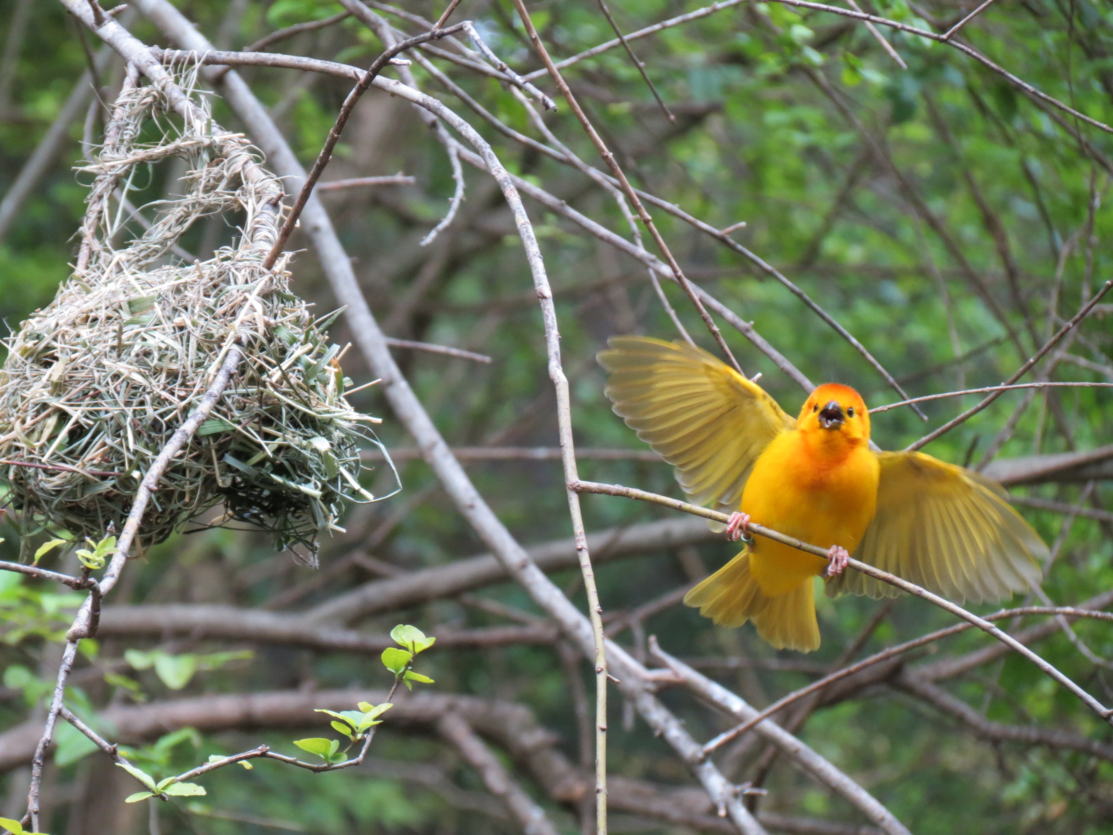 Wilds of Africa - Gorilla Trail - Forest Aviary - Taveta Golden Weaver