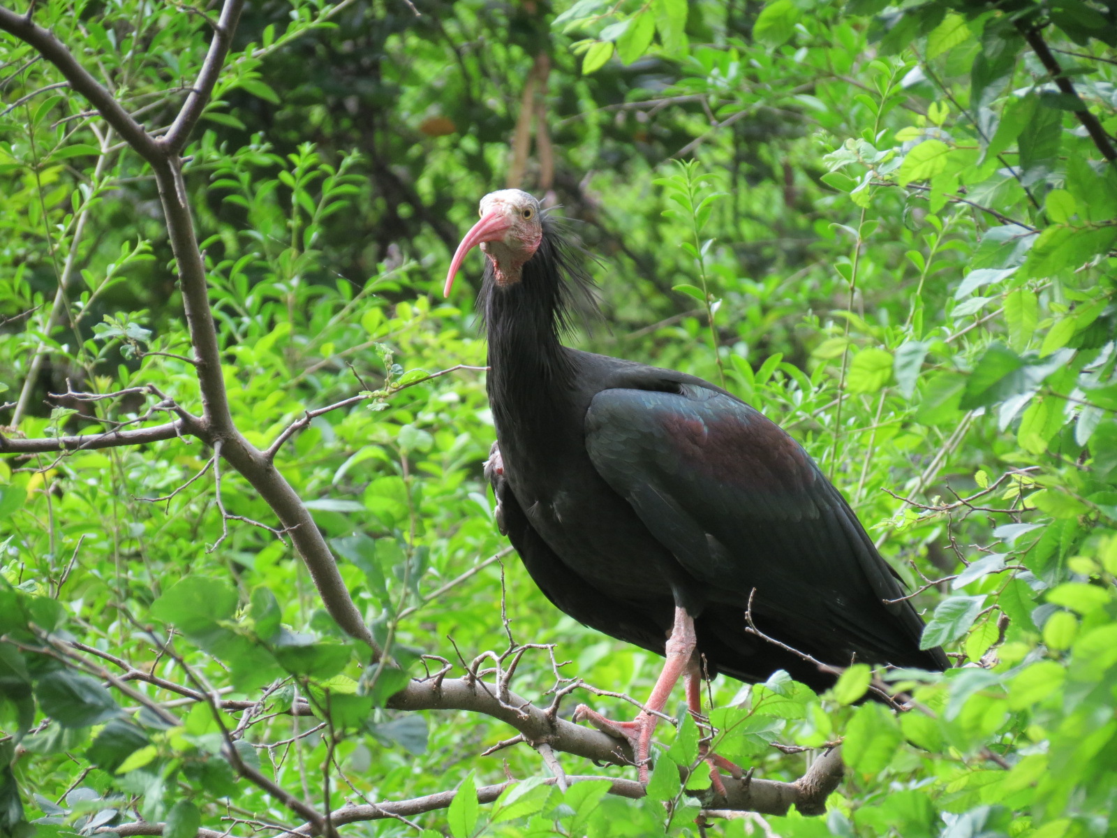 Wilds of Africa - Gorilla Trail - Forest Aviary - Waldripp Ibis