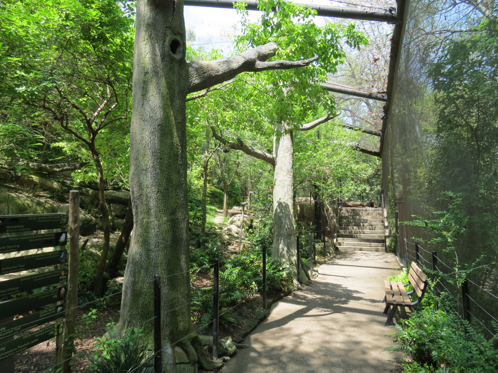 Wilds of Africa - Gorilla Trail - Forest Aviary