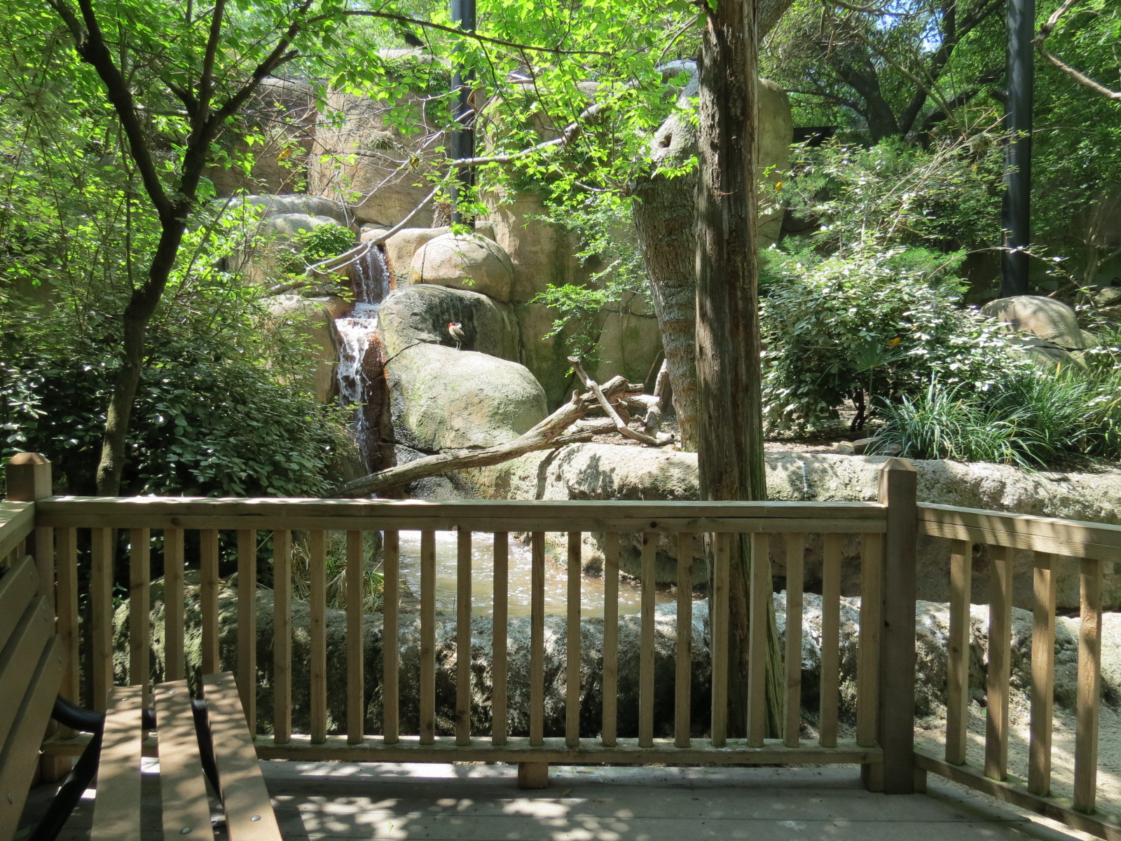 Wilds of Africa - Gorilla Trail - Forest Aviary