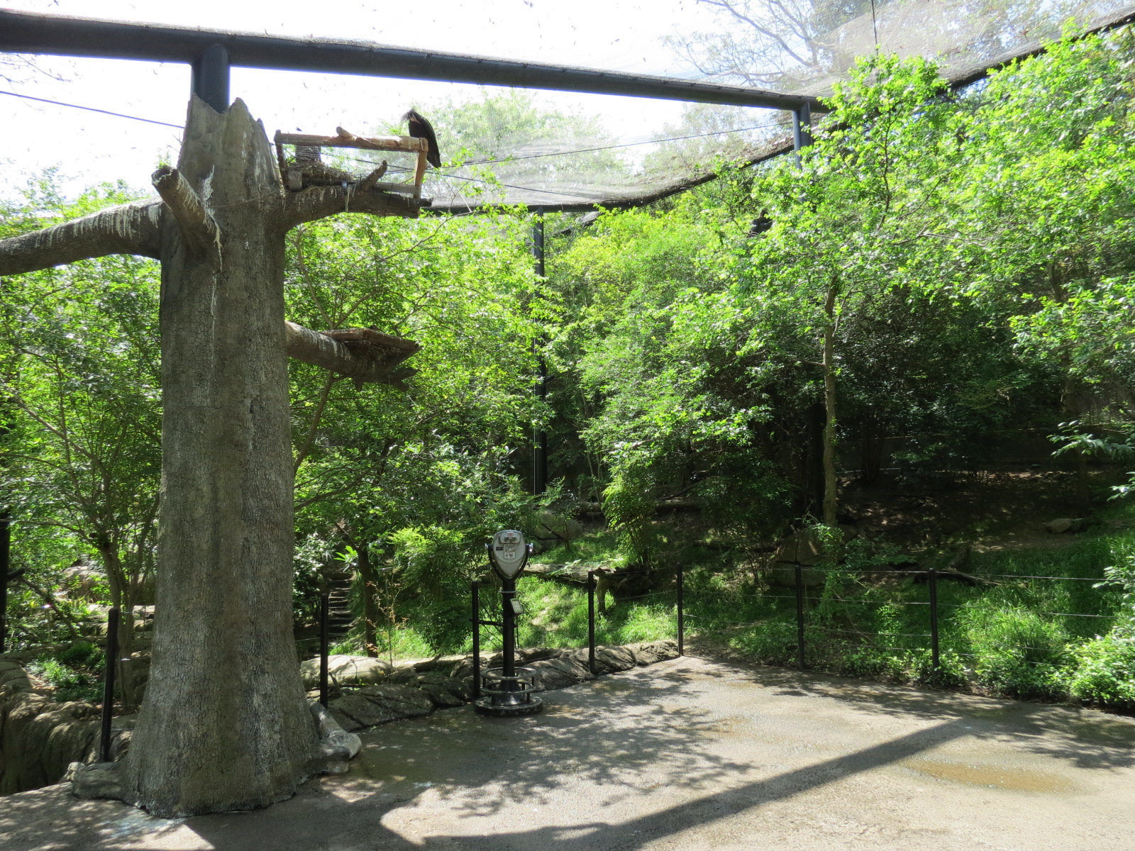 Wilds of Africa - Gorilla Trail - Forest Aviary
