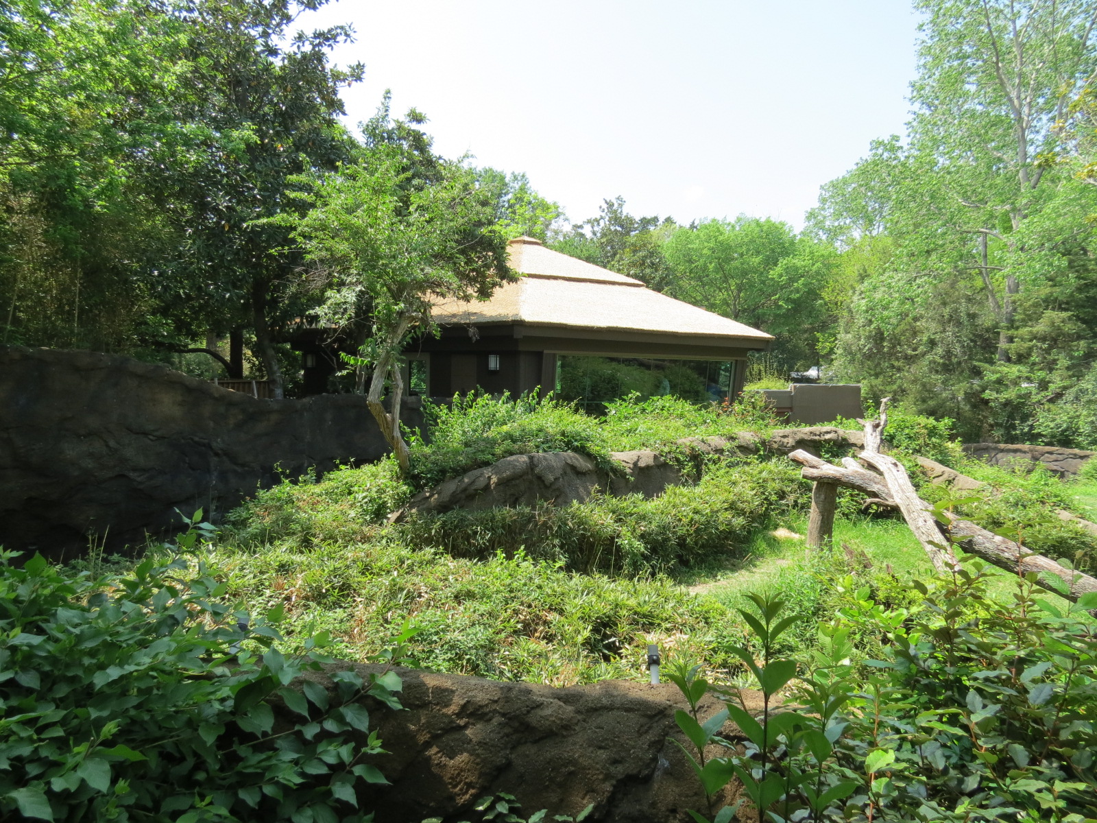 Wilds of Africa - Gorilla Trail - Gorilla Exhibit 1