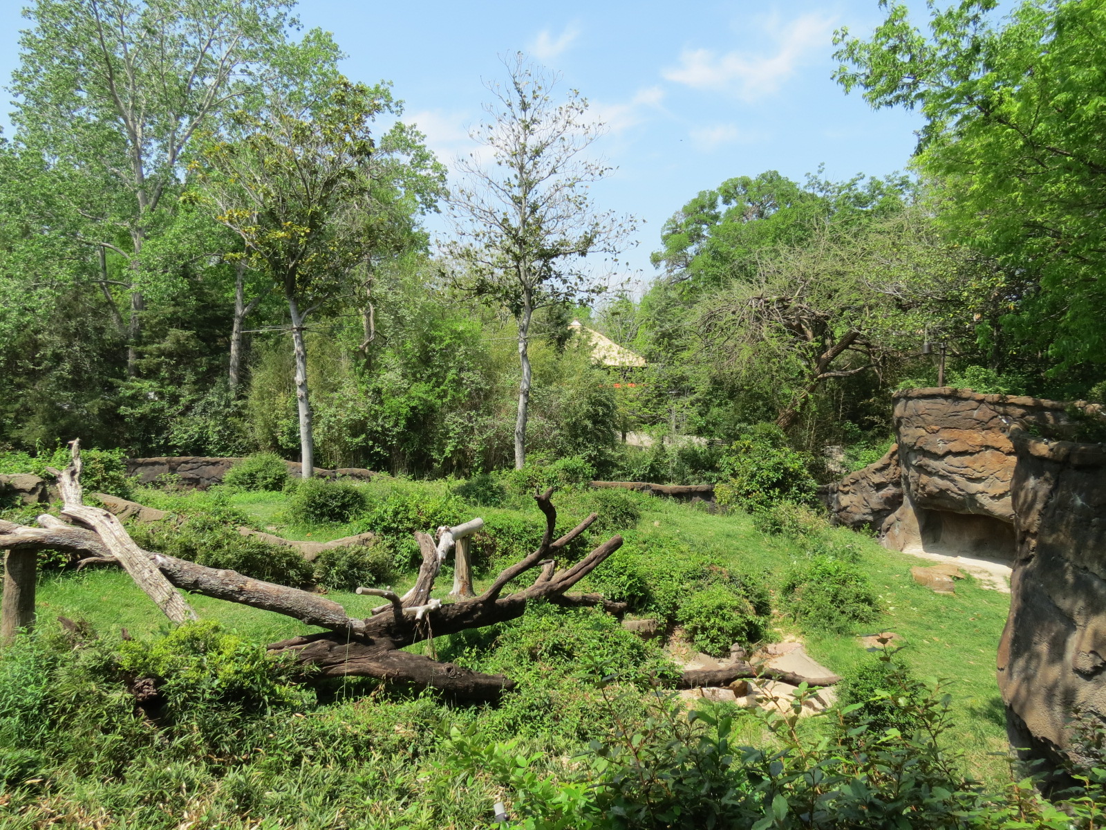 Wilds of Africa - Gorilla Trail - Gorilla Exhibit 1