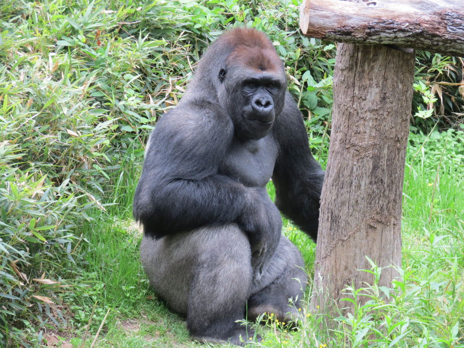 Wilds of Africa - Gorilla Trail - Gorilla Exhibit 1