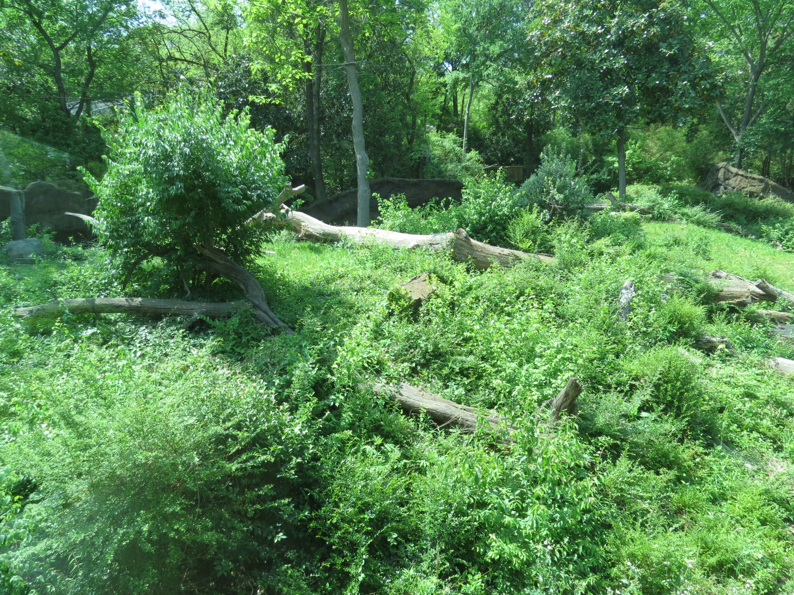 Wilds of Africa - Gorilla Trail - Gorilla Exhibit 2