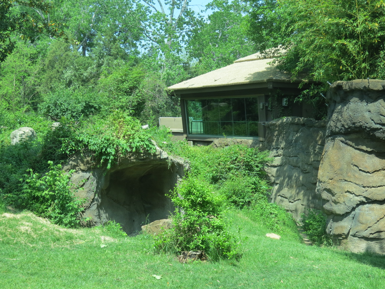 Wilds of Africa - Gorilla Trail - Gorilla Exhibit 2