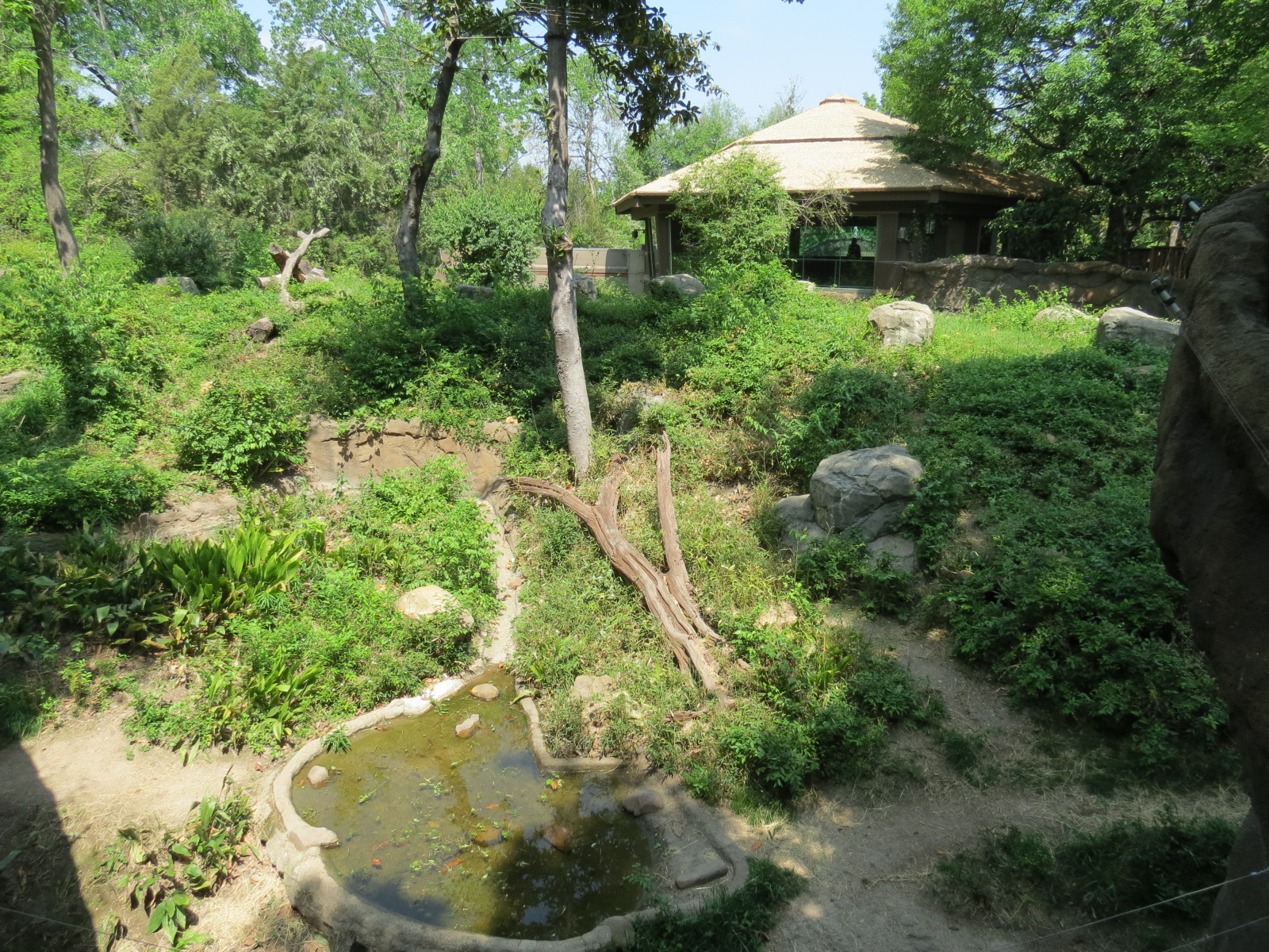 Wilds of Africa - Gorilla Trail - Gorilla Exhibit 2