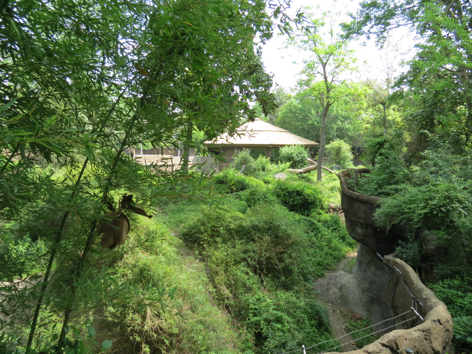 Wilds of Africa - Gorilla Trail - Gorilla Exhibit 2