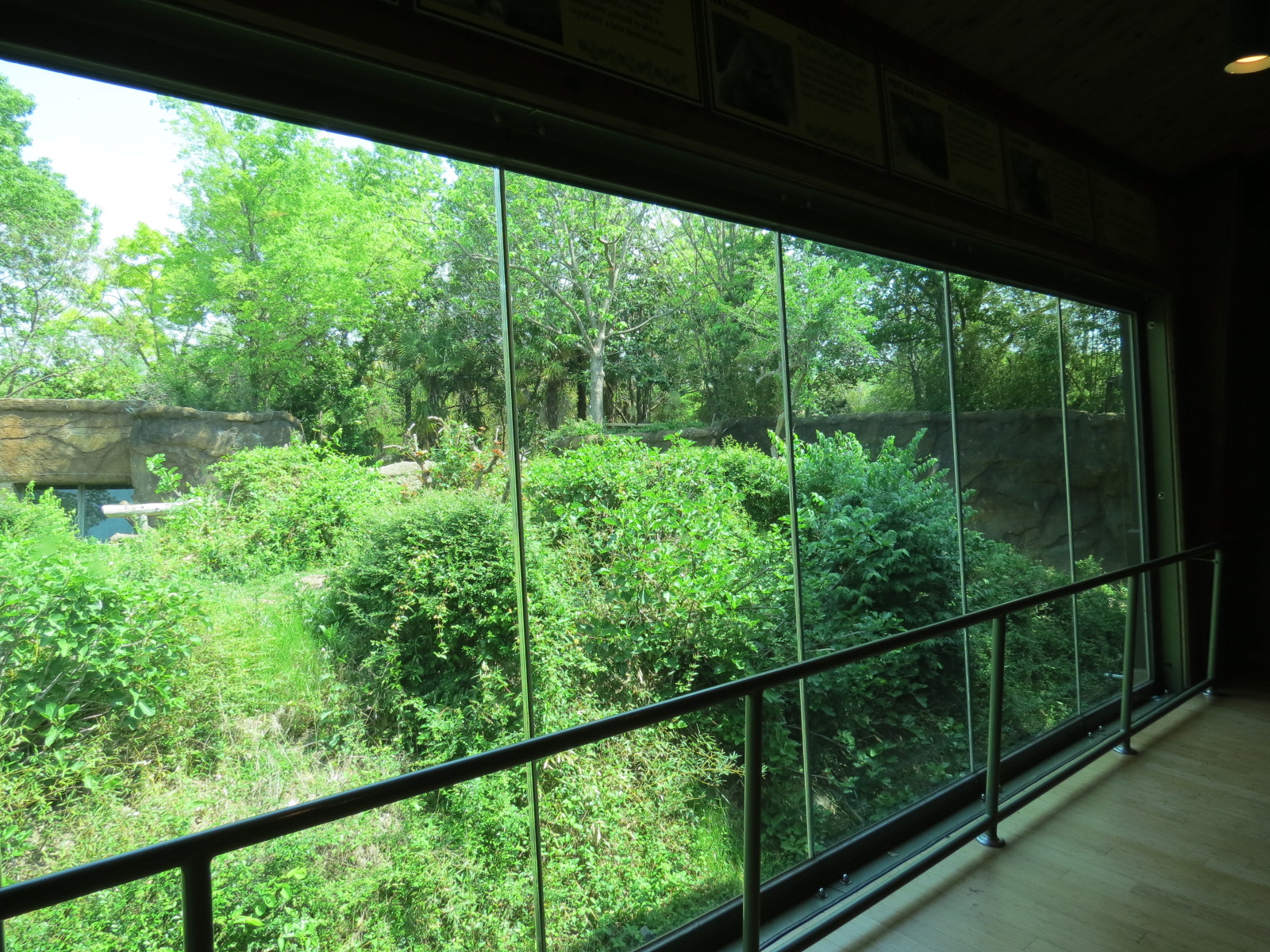 Wilds of Africa - Gorilla Trail - Gorilla Station View of Exhibit 1