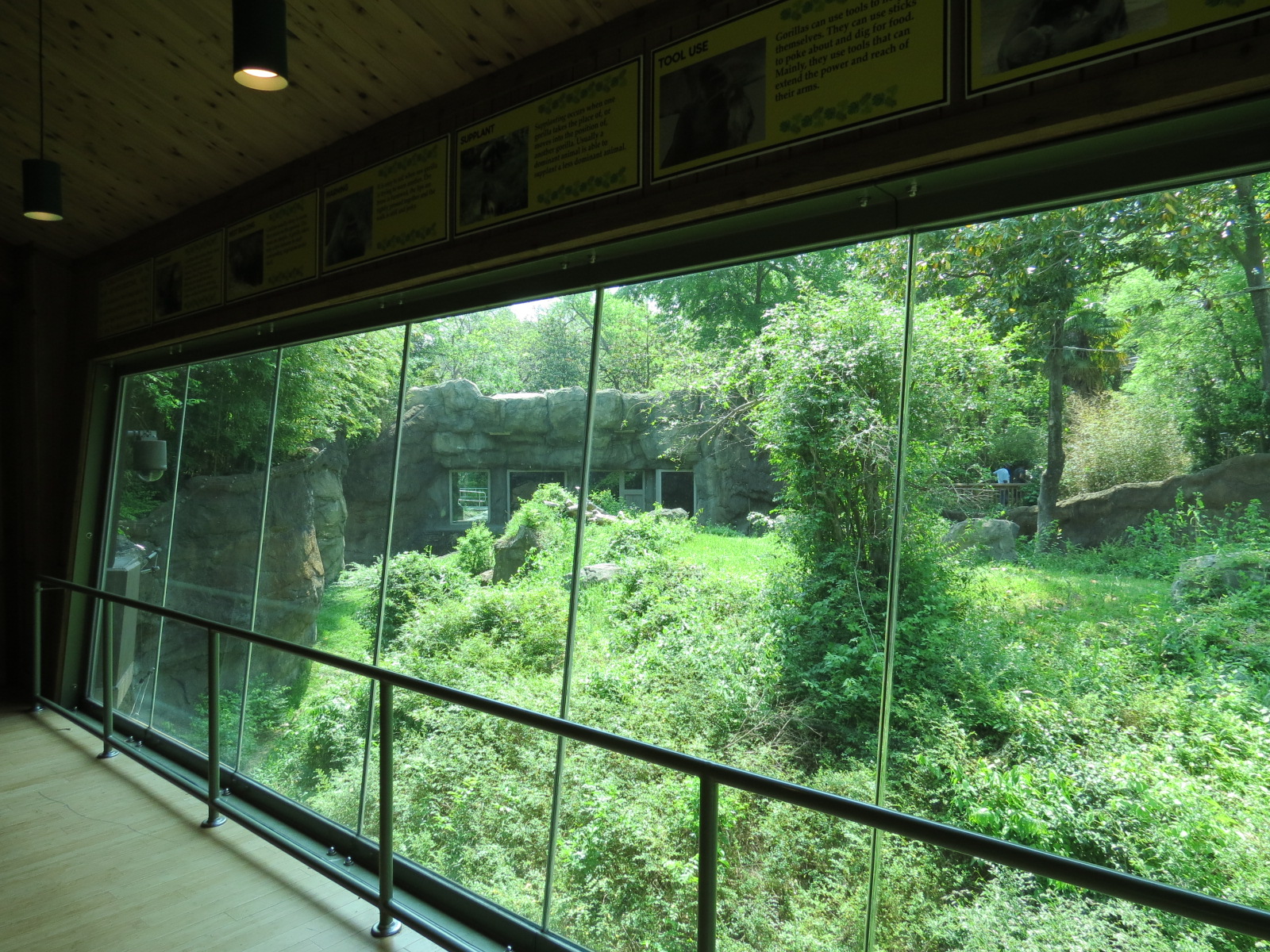 Wilds of Africa - Gorilla Trail - Gorilla Station View of Exhibit 2