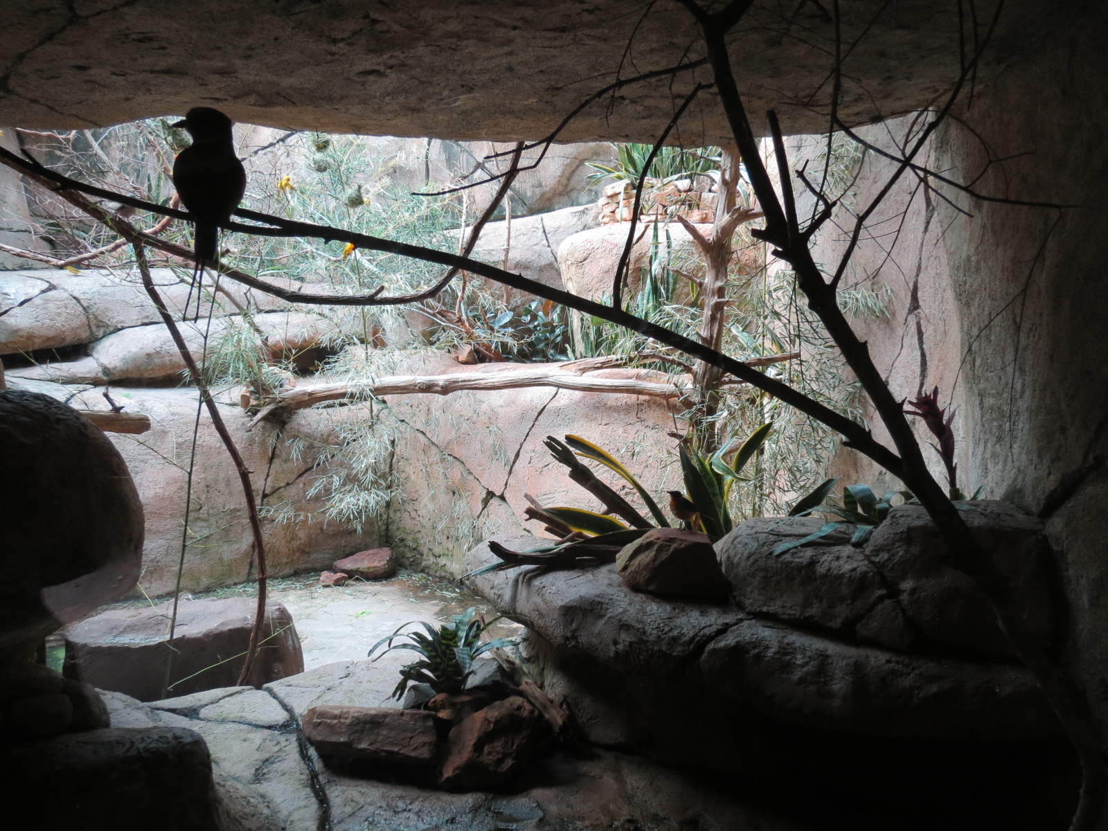 Wilds of Africa - Gorilla Trail - Kopje Aviary