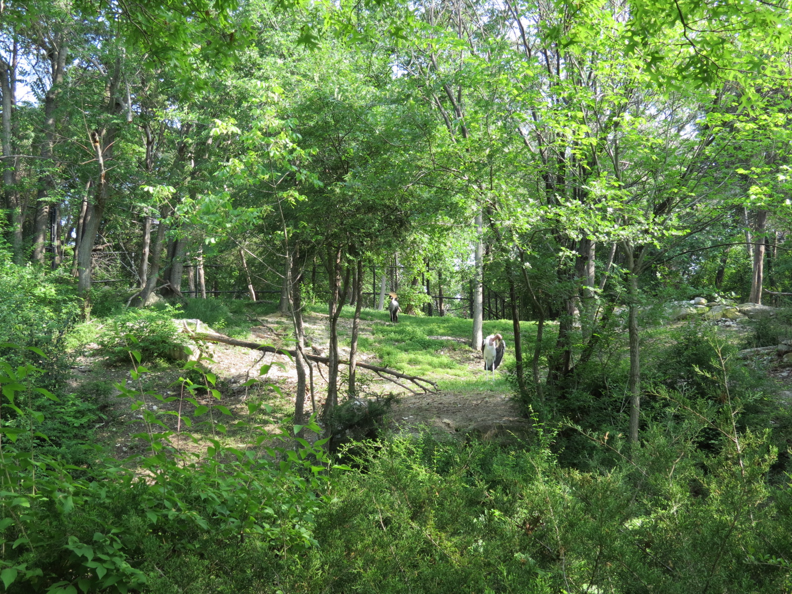 Wilds of Africa - Gorilla Trail - Marabou Stork and Lappet-faced Vulture Ex