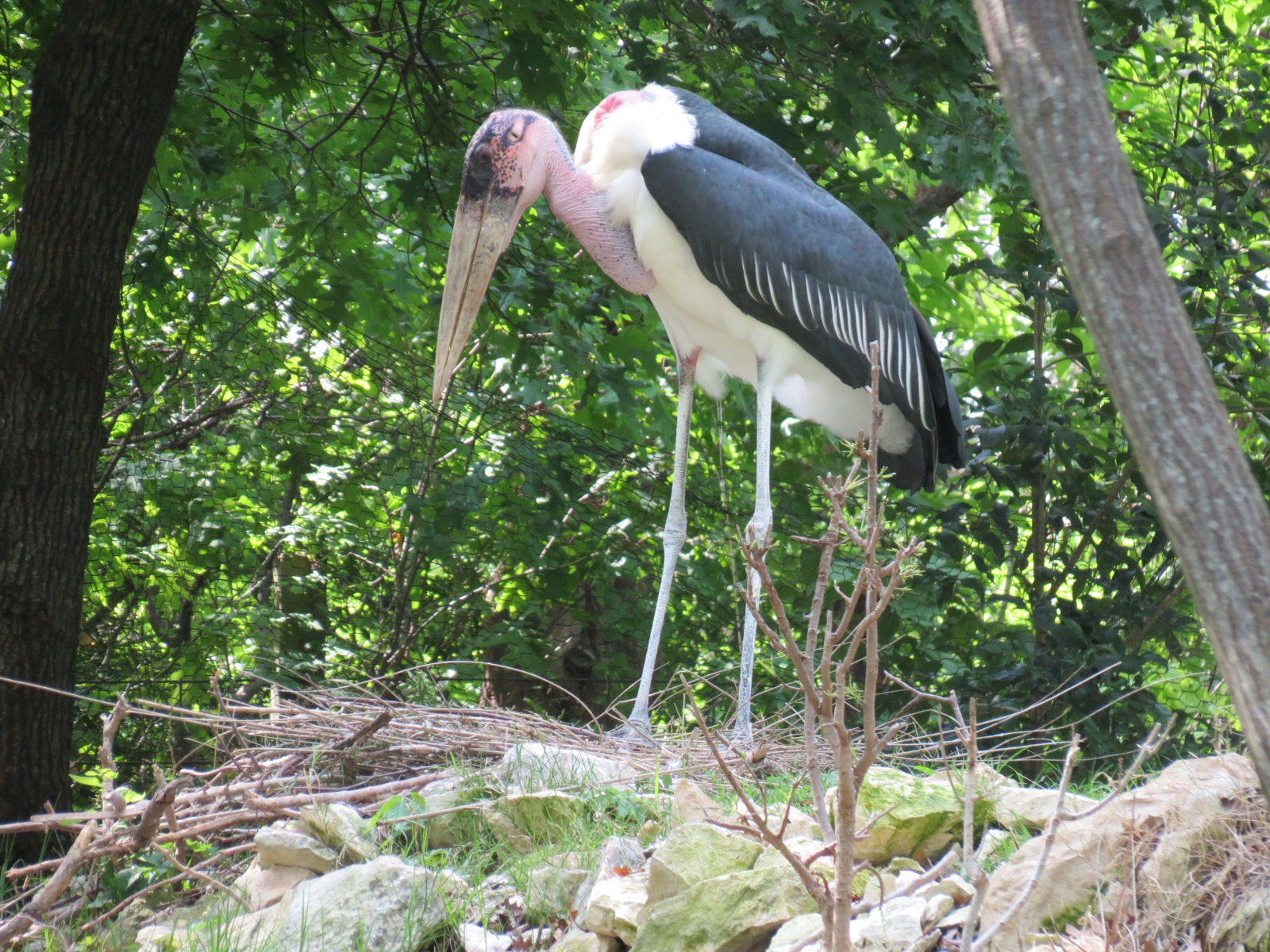 Wilds of Africa - Gorilla Trail - Marabou Stork and Lappet-faced Vulture Ex