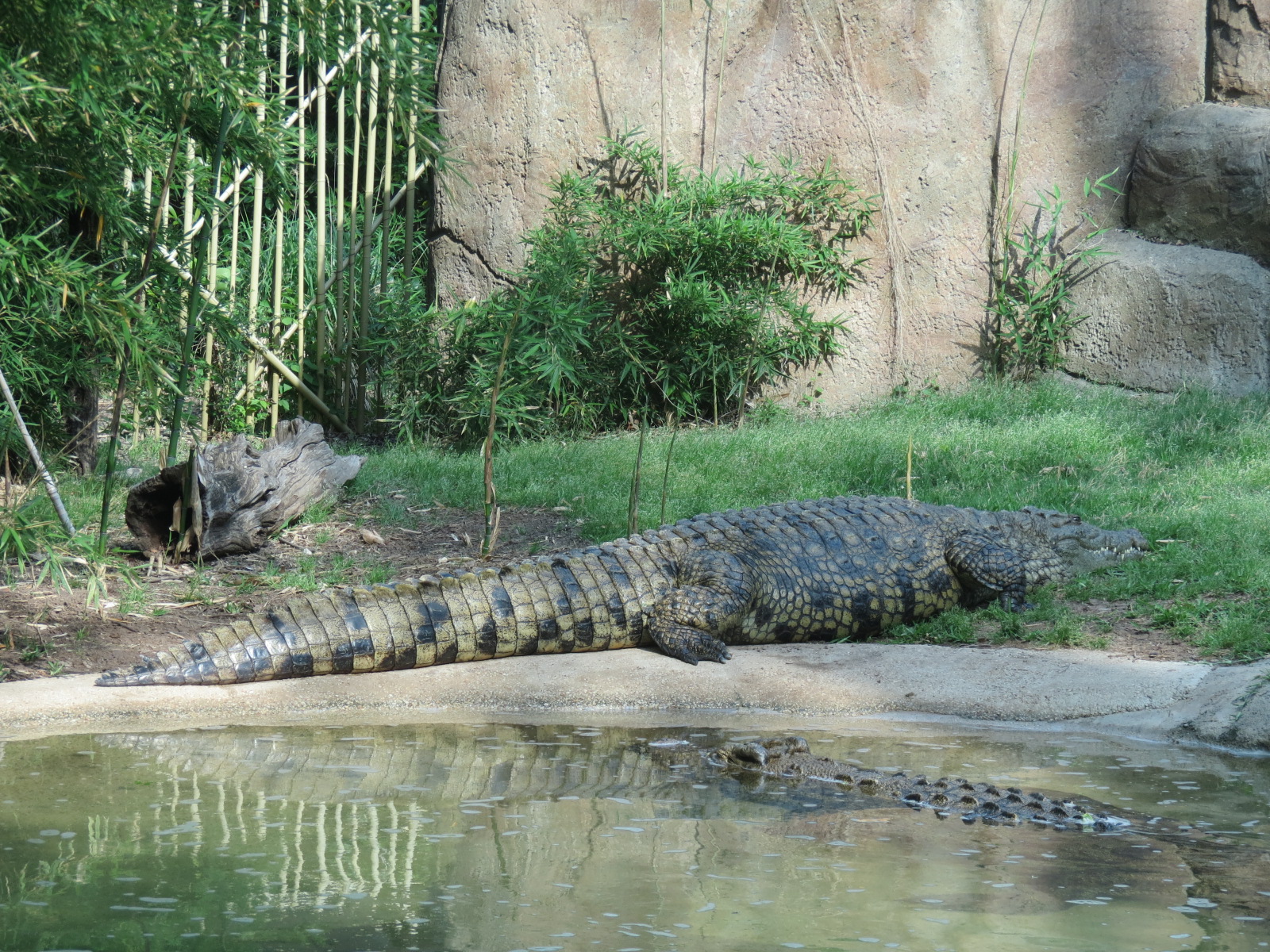 Wilds of Africa - Gorilla Trail - Nile Crocodile Exhibit