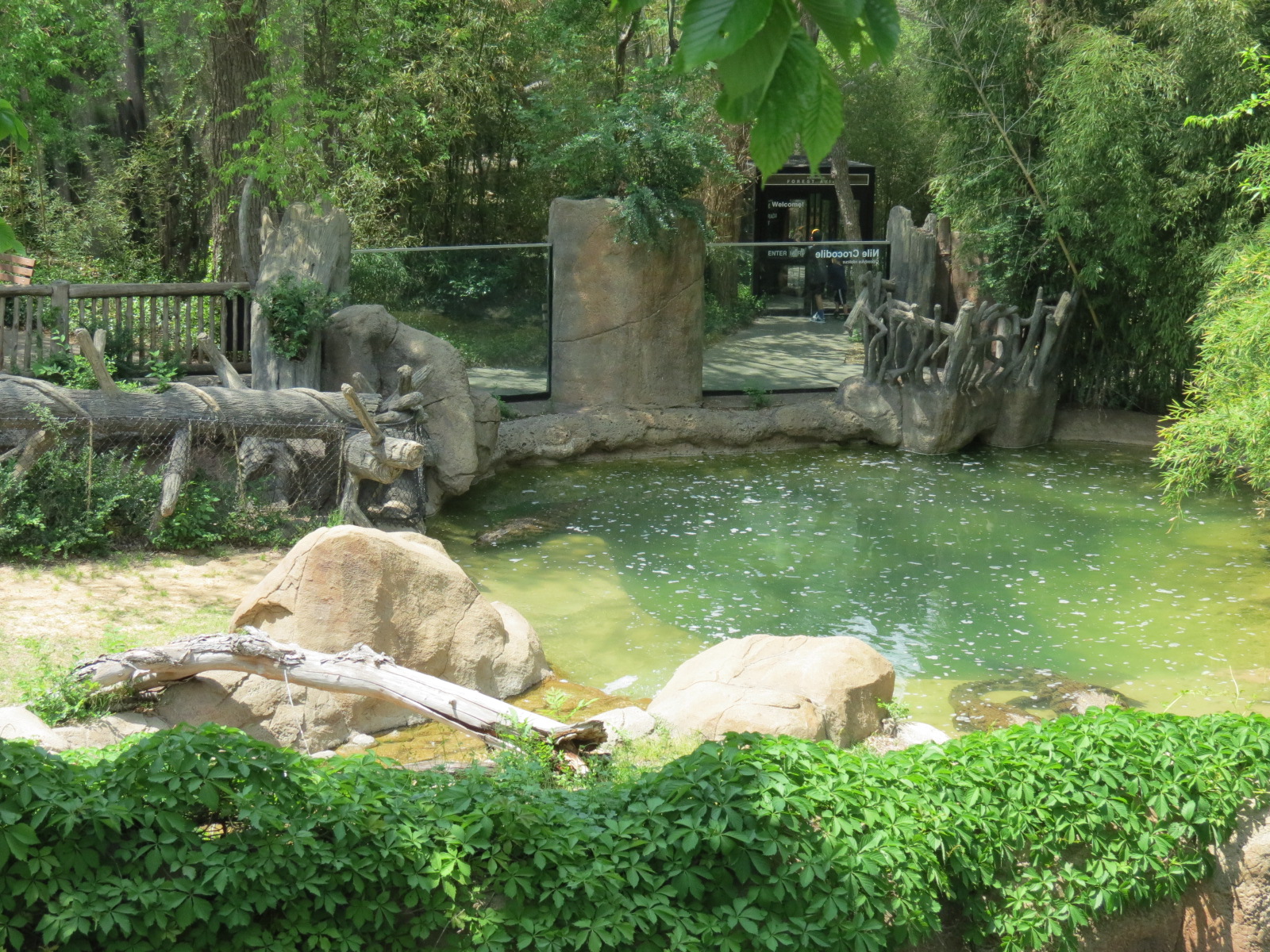 Wilds of Africa - Gorilla Trail - Nile Crocodile Exhibit