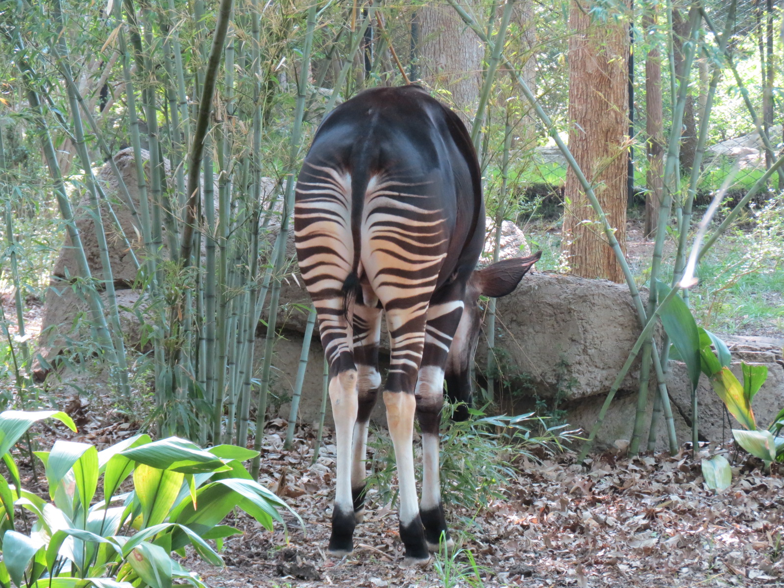 Wilds of Africa - Gorilla Trail - Okapi Exhibit