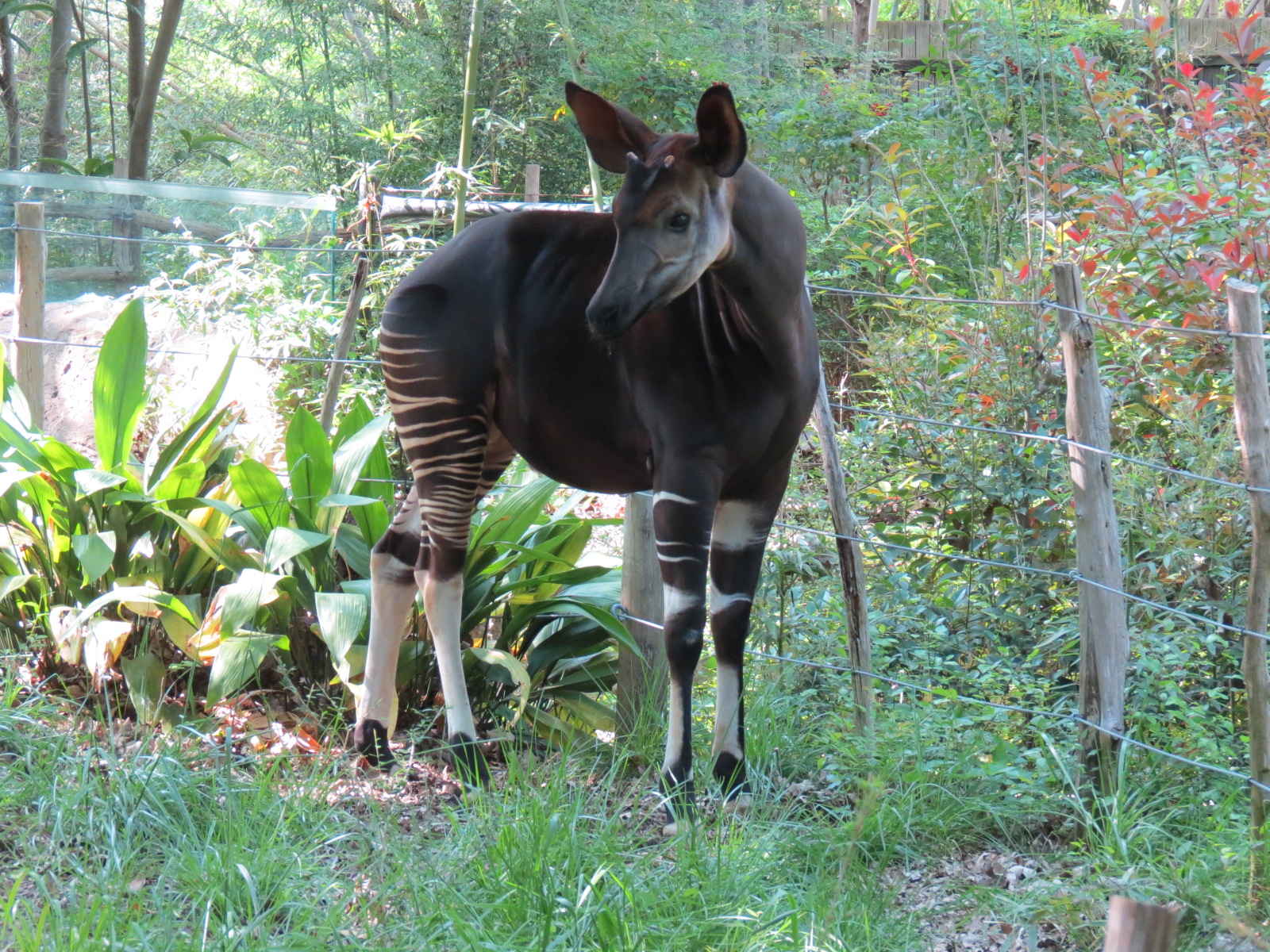 Wilds of Africa - Gorilla Trail - Okapi Exhibit