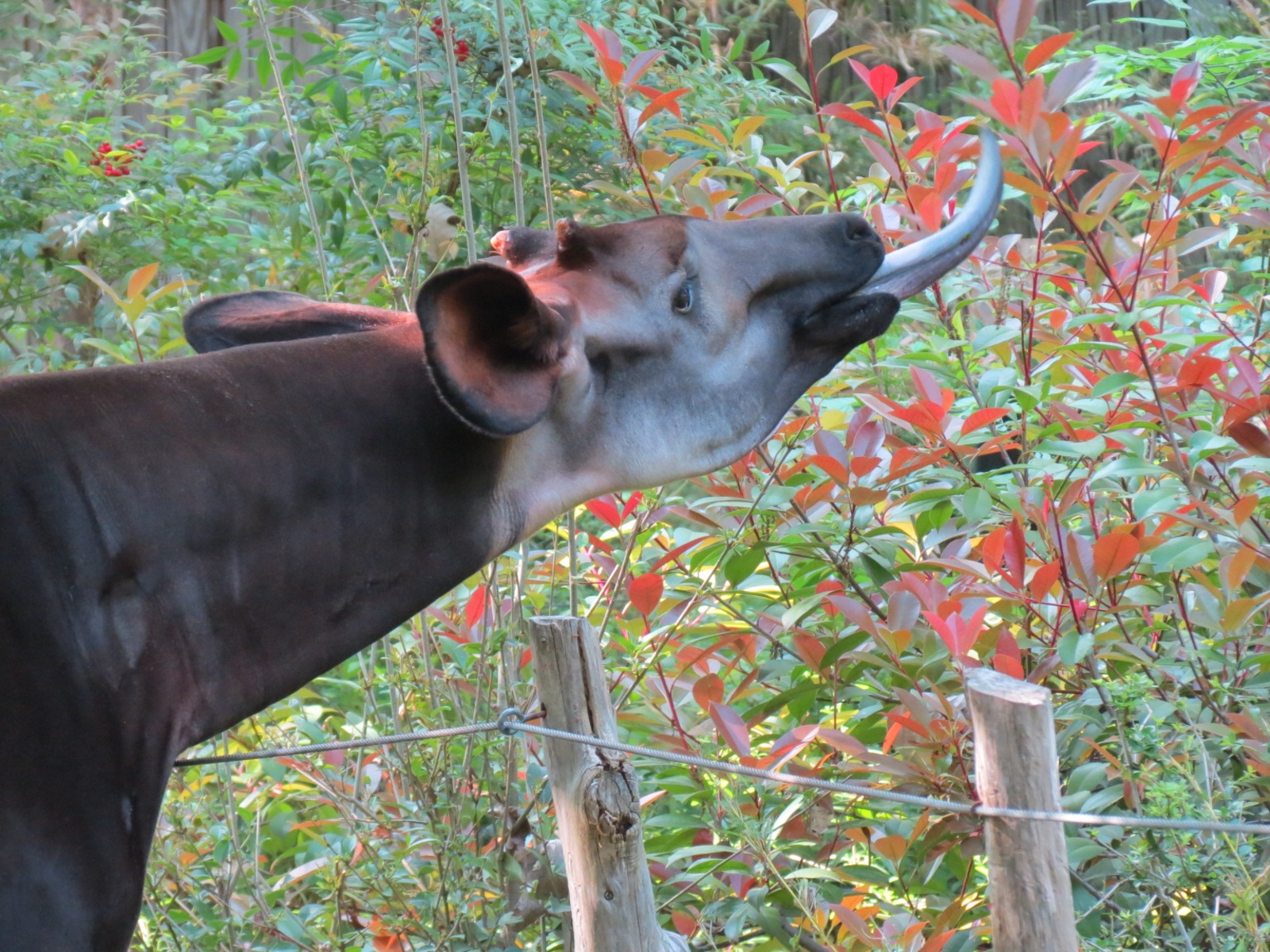 Wilds of Africa - Gorilla Trail - Okapi Exhibit