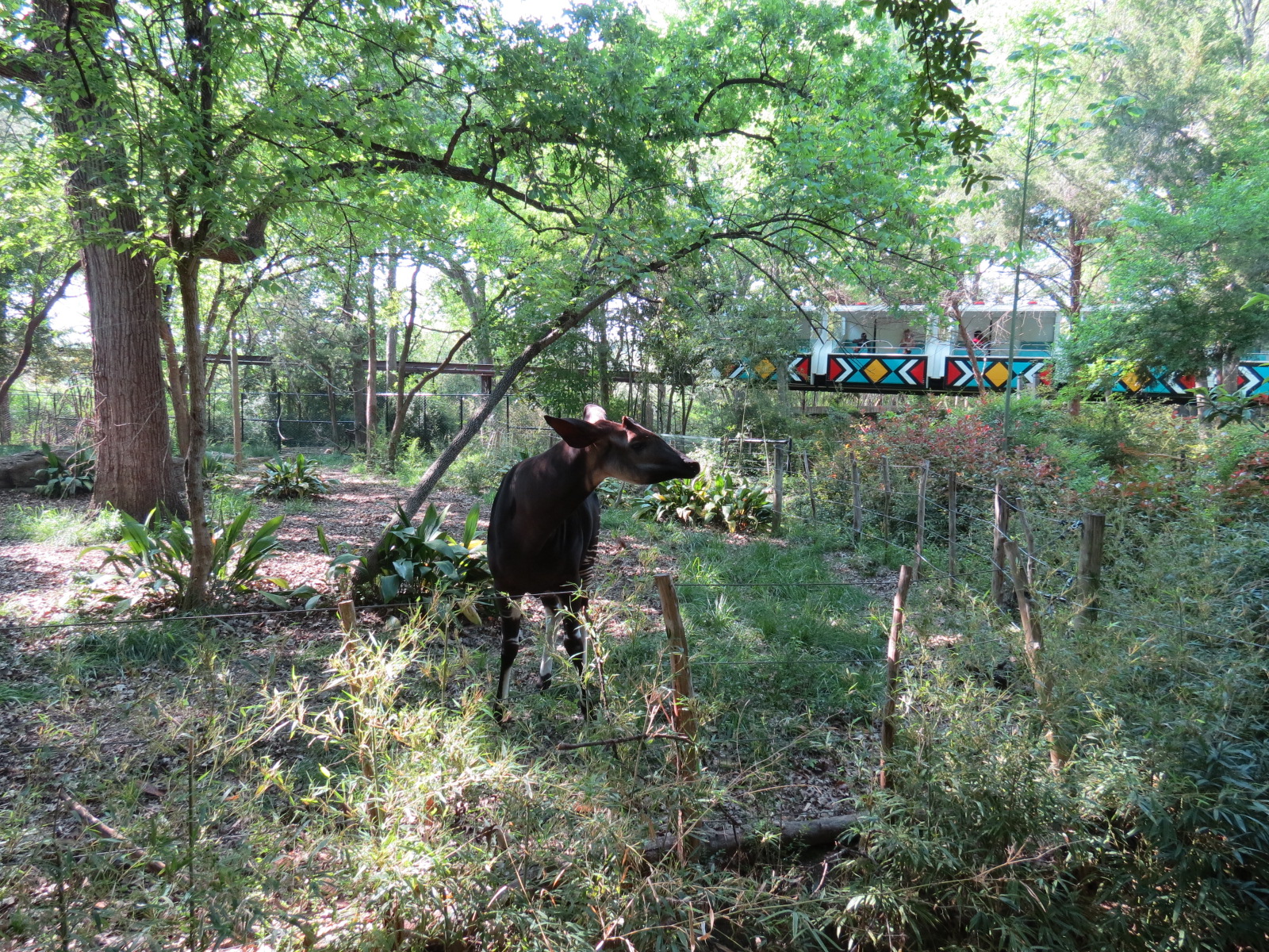 Wilds of Africa - Gorilla Trail - Okapi Exhibit