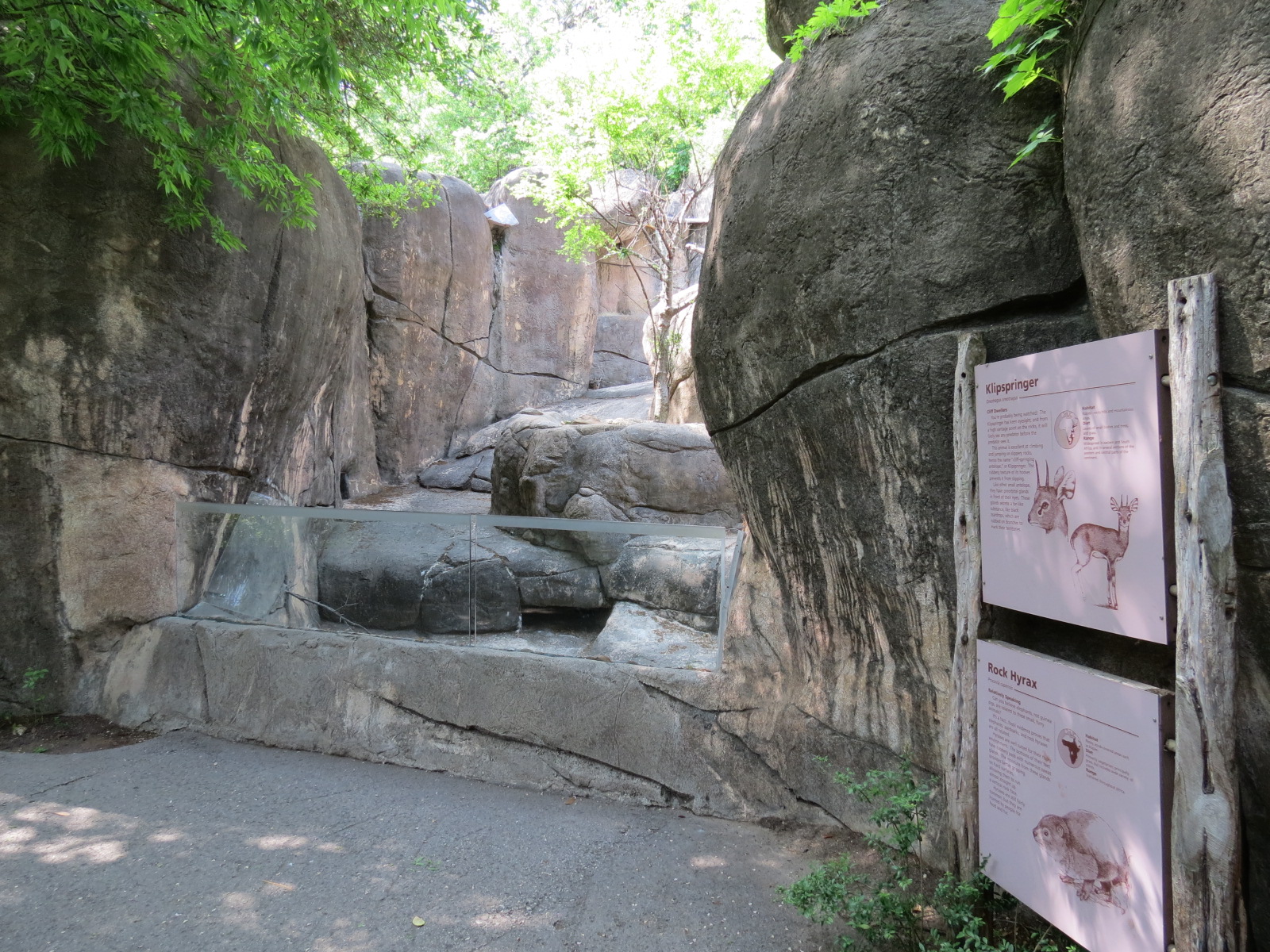 Wilds of Africa - Gorilla Trail - Rock Hyrax and Klipspringer Exhibit
