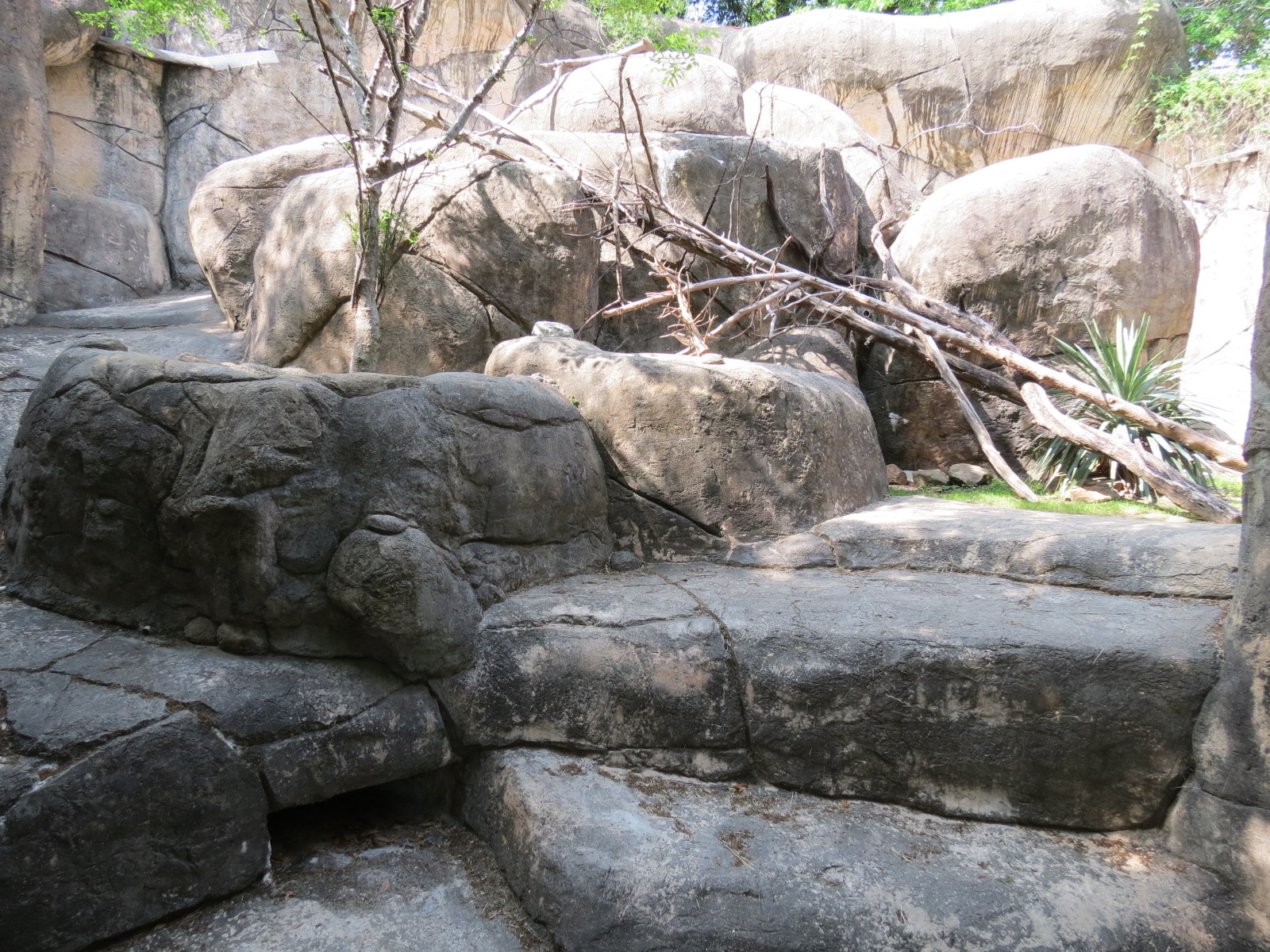 Wilds of Africa - Gorilla Trail - Rock Hyrax and Klipspringer Exhibit