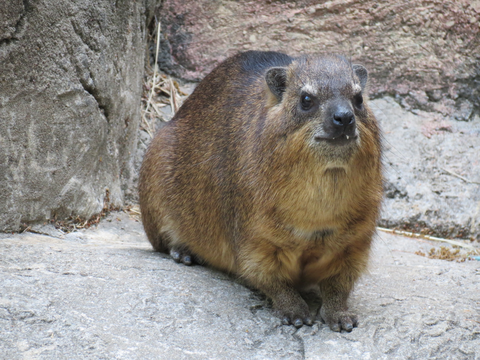Wilds of Africa - Gorilla Trail - Rock Hyrax and Klipspringer Exhibit