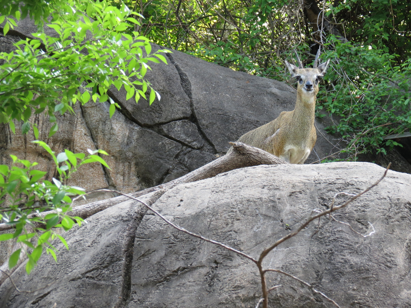 Wilds of Africa - Gorilla Trail - Rock Hyrax and Klipspringer Exhibit