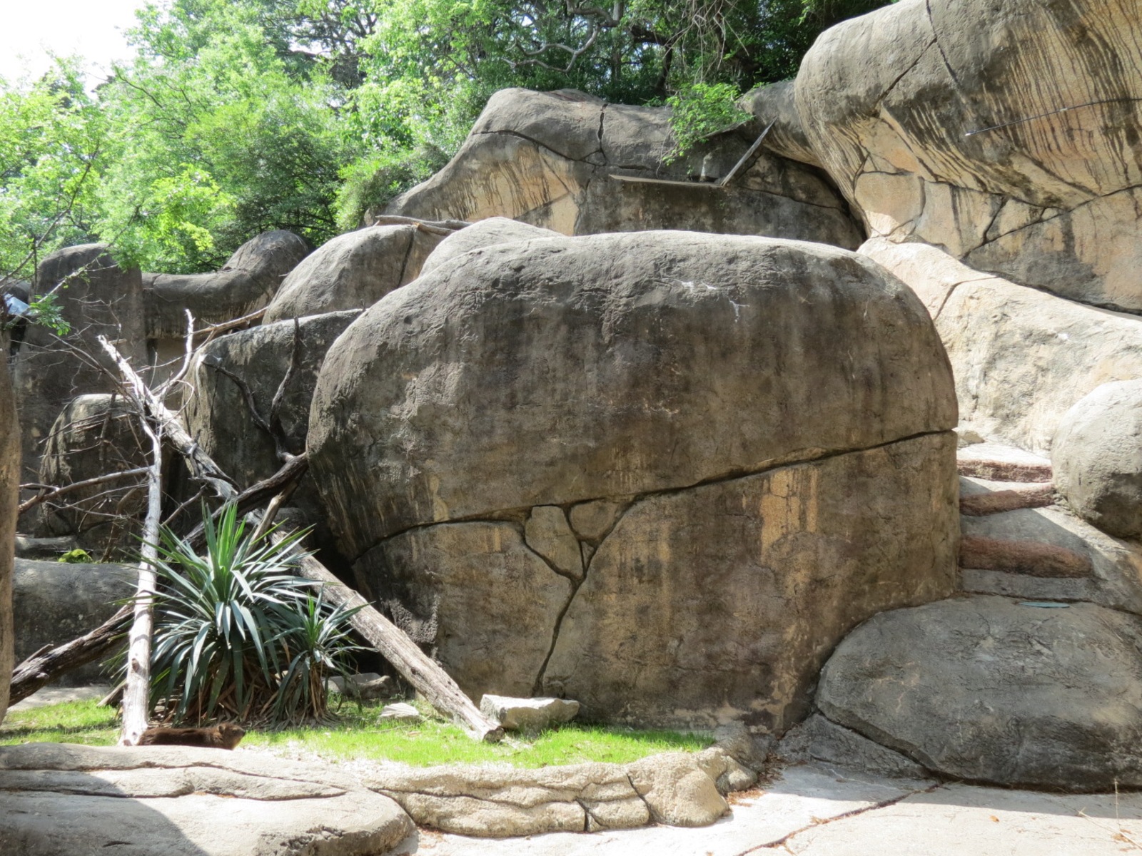 Wilds of Africa - Gorilla Trail - Rock Hyrax and Klipspringer Exhibit