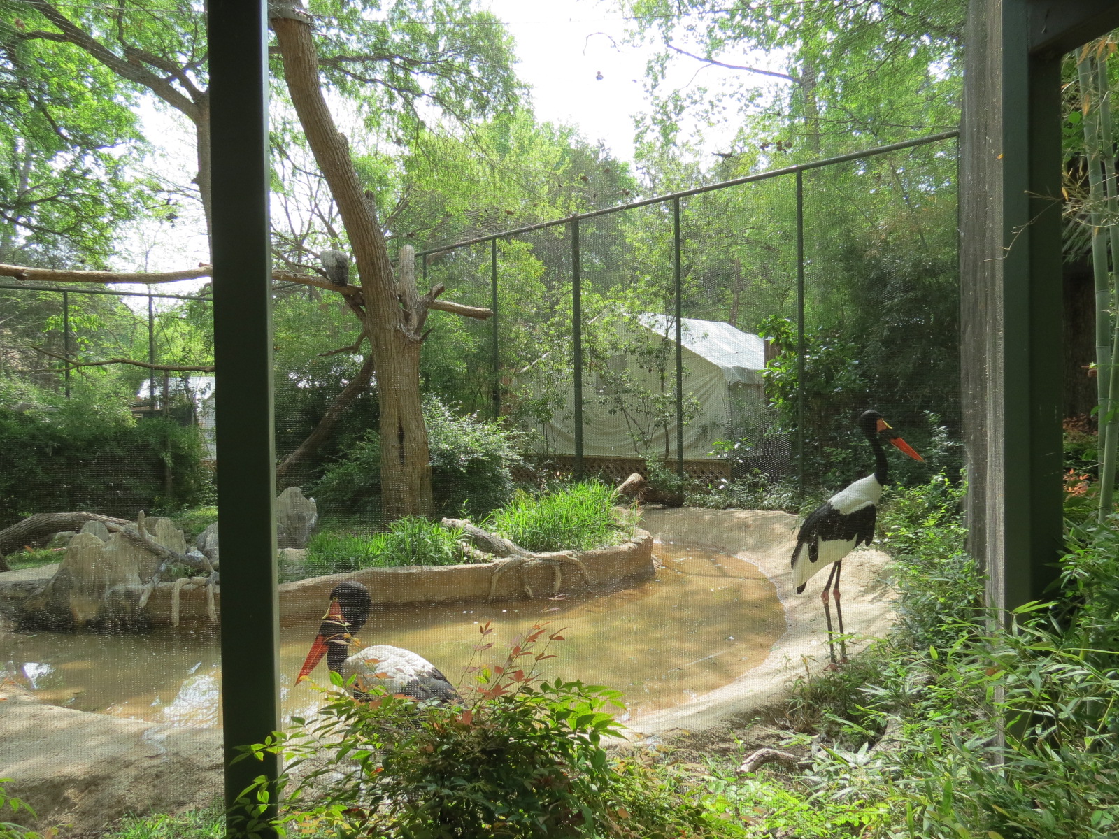 Wilds of Africa - Gorilla Trail - Saddle-billed Stork and Hooded Vulture Ex