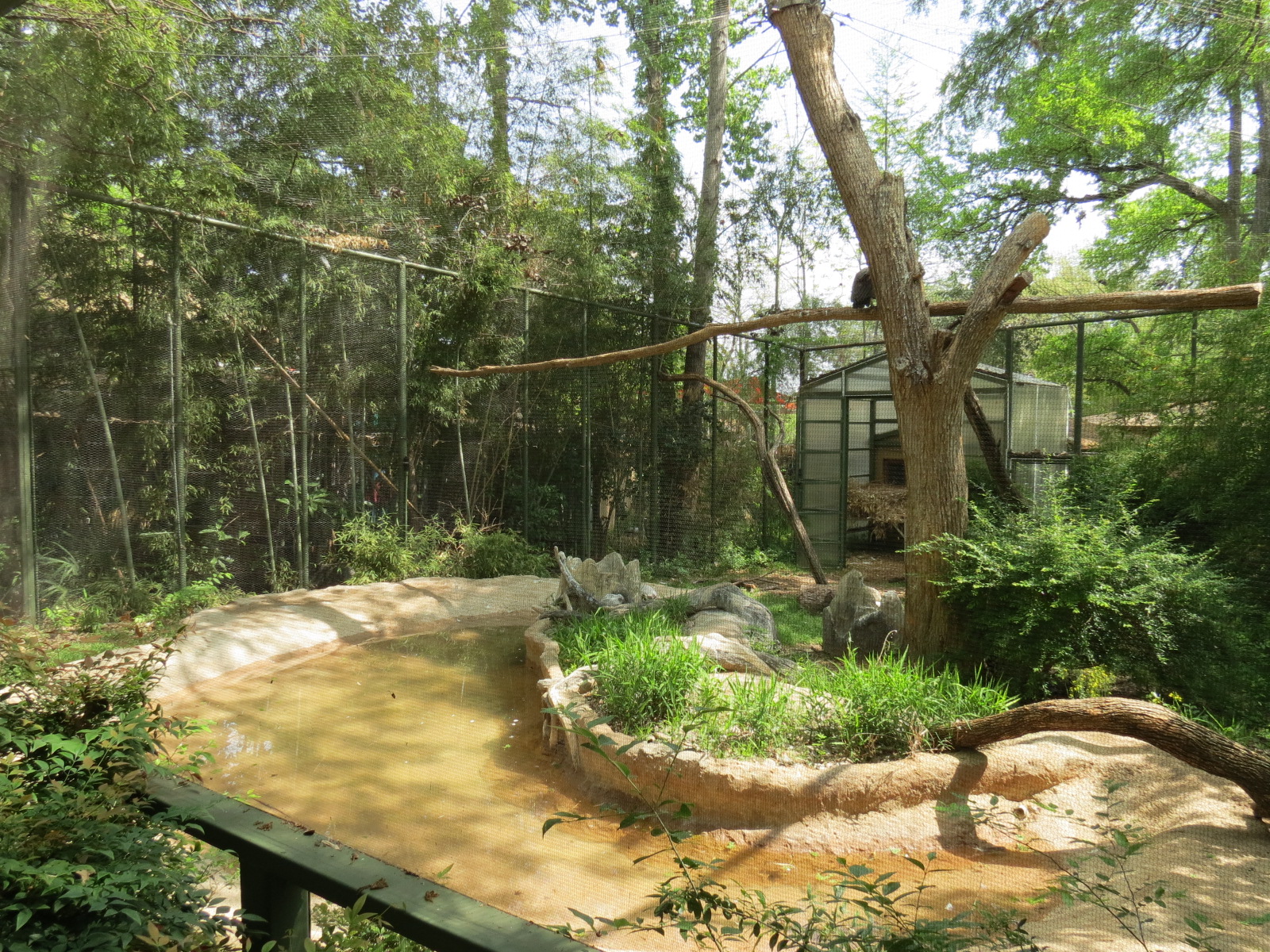 Wilds of Africa - Gorilla Trail - Saddle-billed Stork and Hooded Vulture Ex