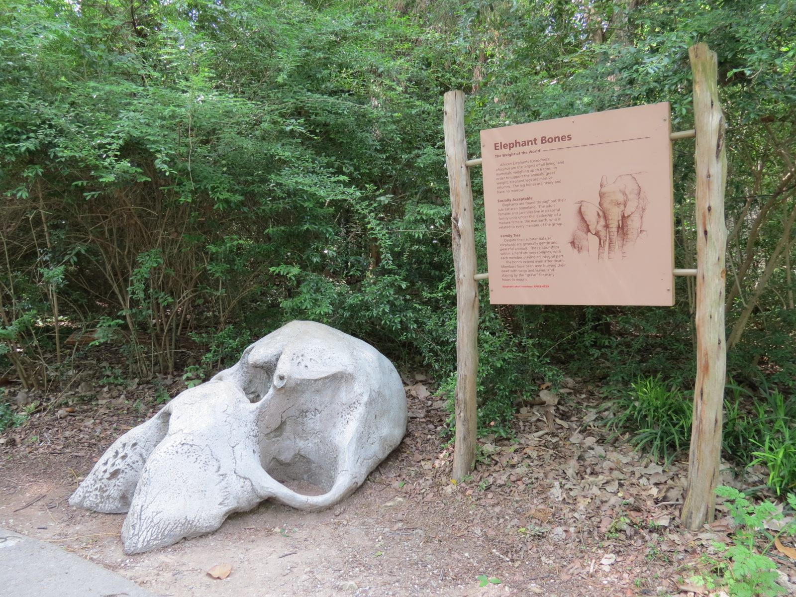 Wilds of Africa - Gorilla Trail - Simulated Elephant Bones