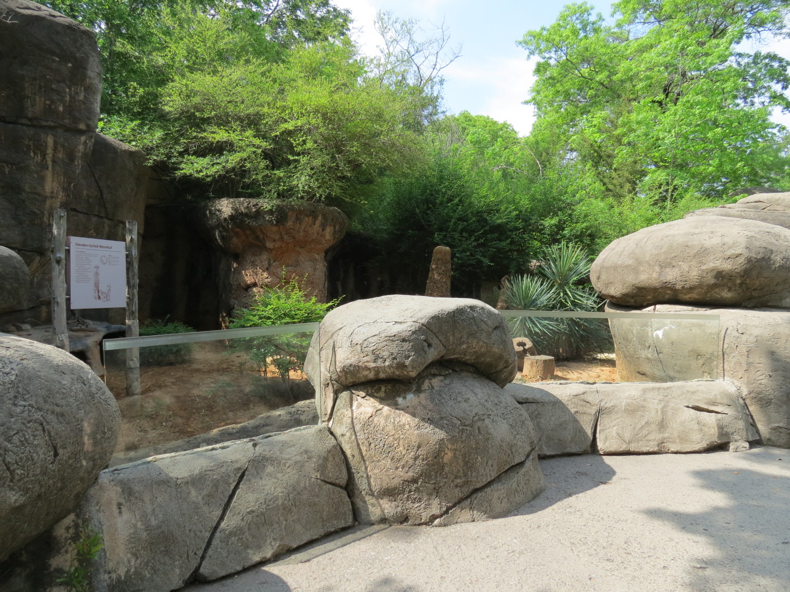 Wilds of Africa - Gorilla Trail - Slender-tailed Meerkat Exhibit