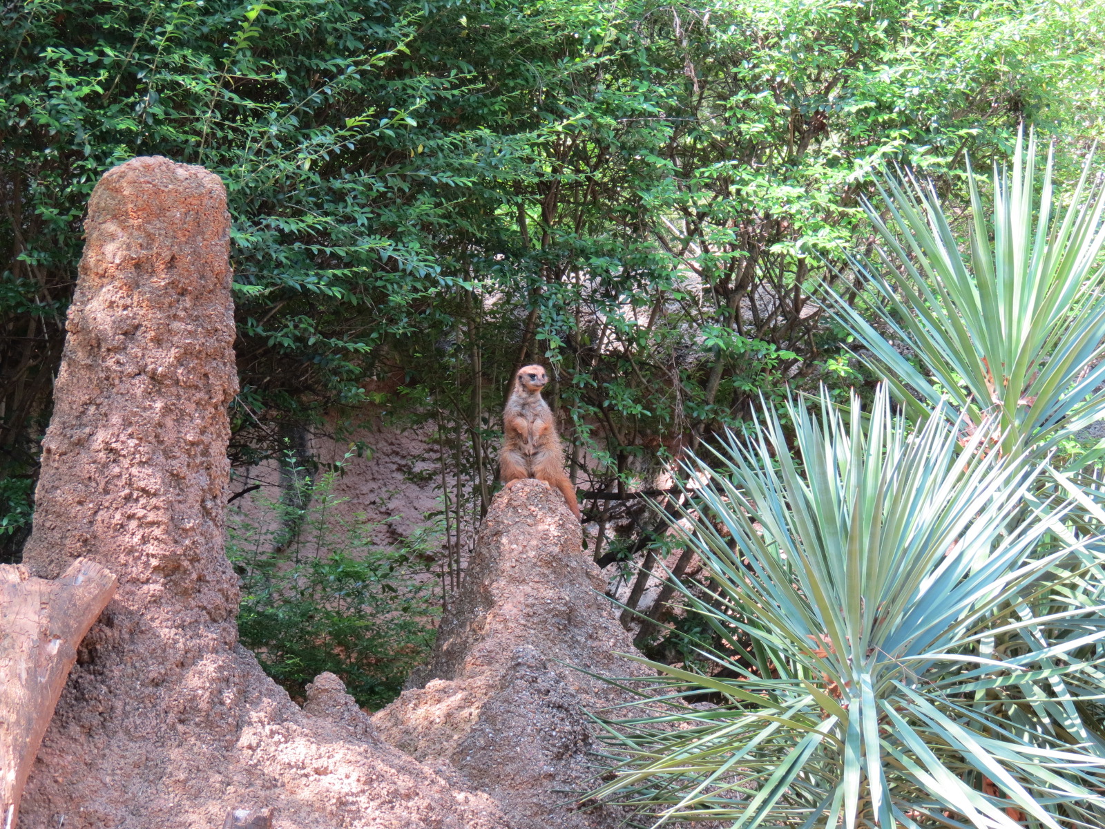 Wilds of Africa - Gorilla Trail - Slender-tailed Meerkat Exhibit