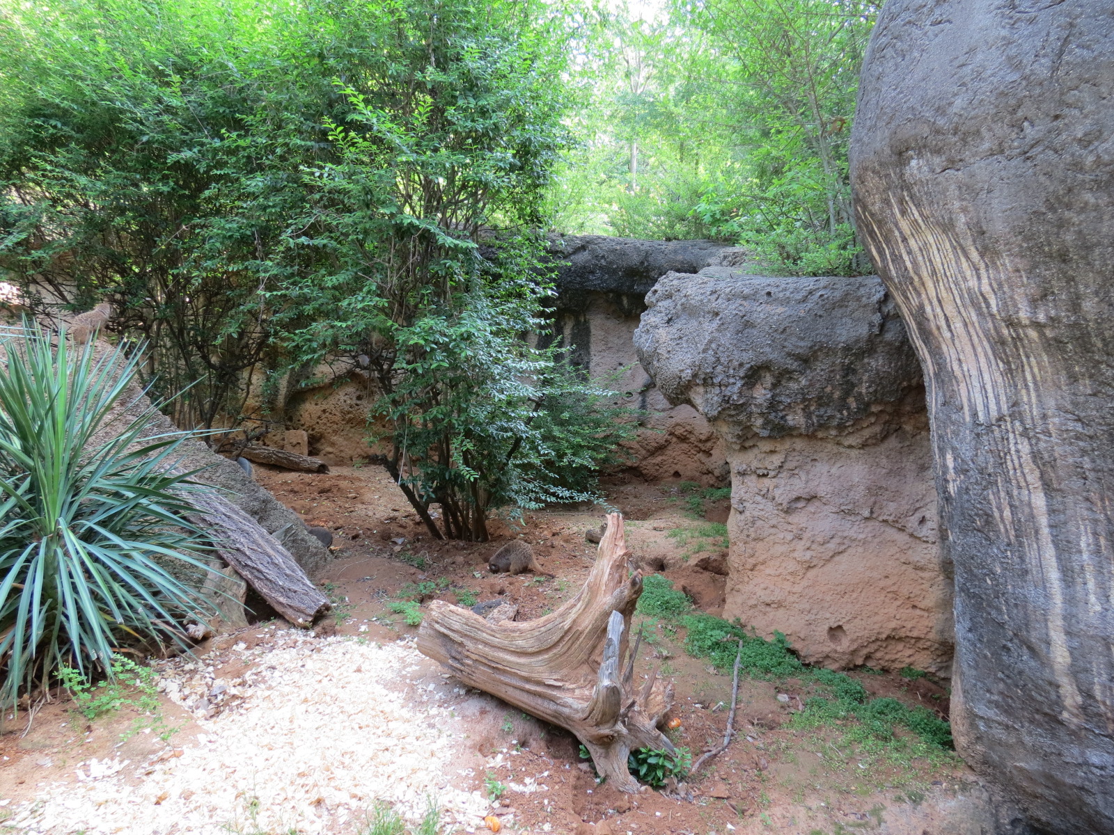 Wilds of Africa - Gorilla Trail - Slender-tailed Meerkat Exhibit