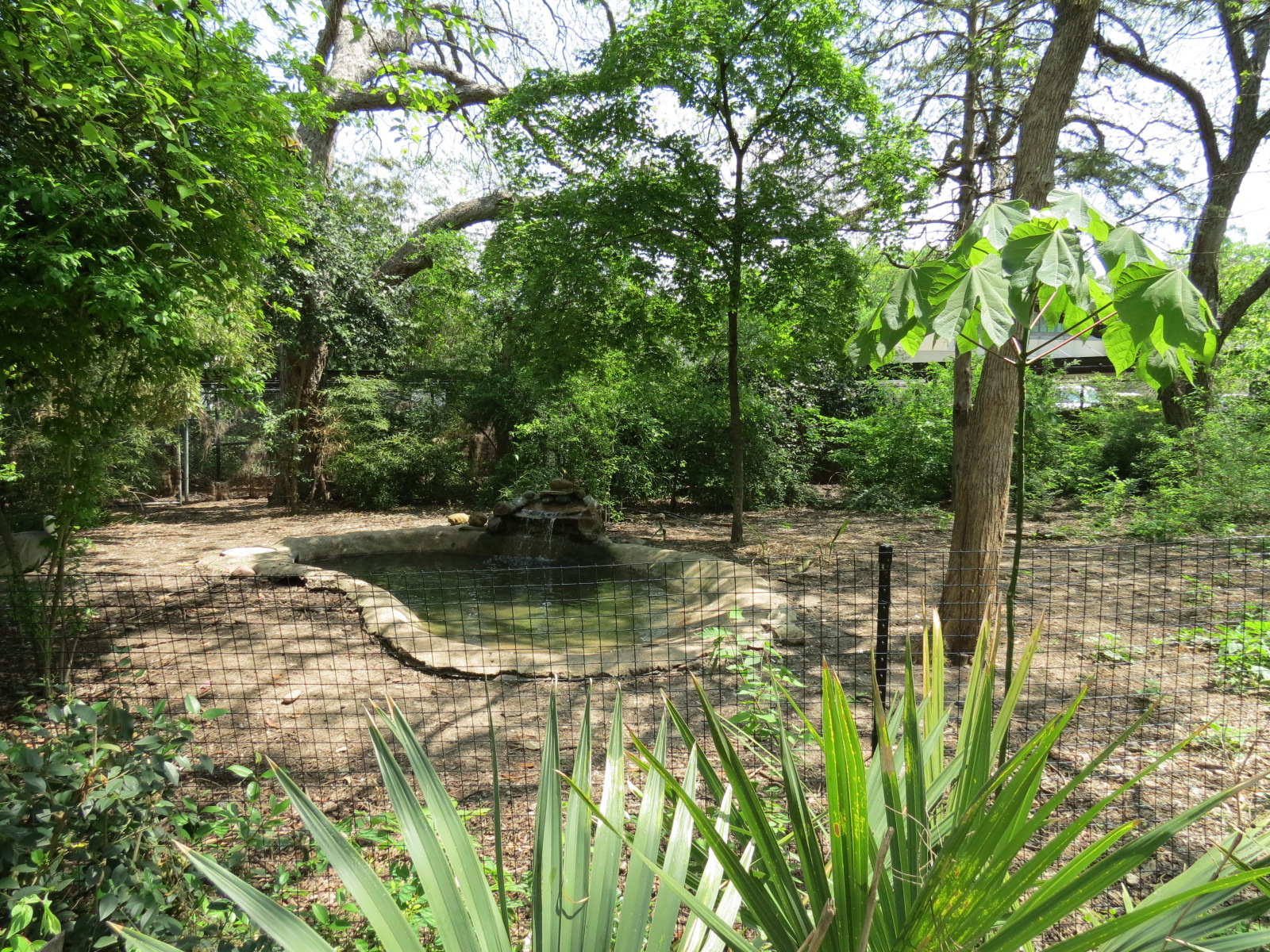 Wilds of Africa - Gorilla Trail - Wattled Crane Exhibit