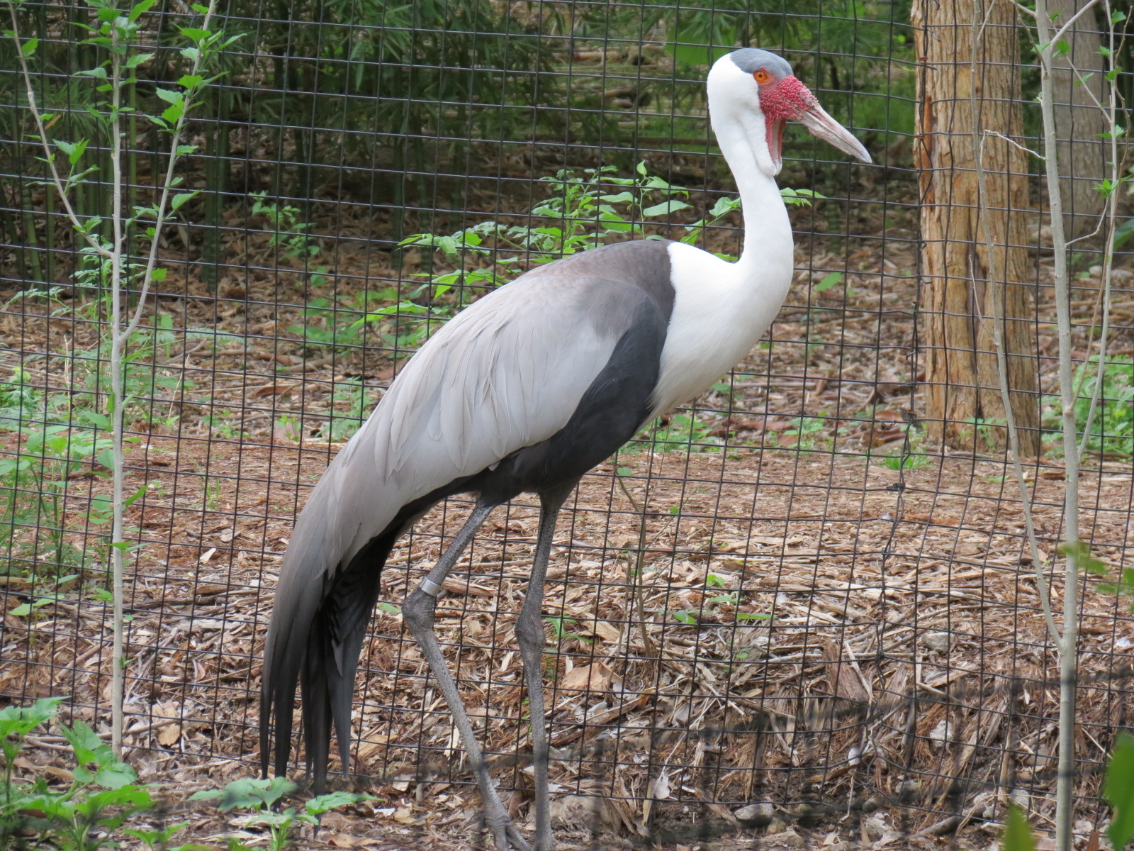 Wilds of Africa - Gorilla Trail - Wattled Crane Exhibit