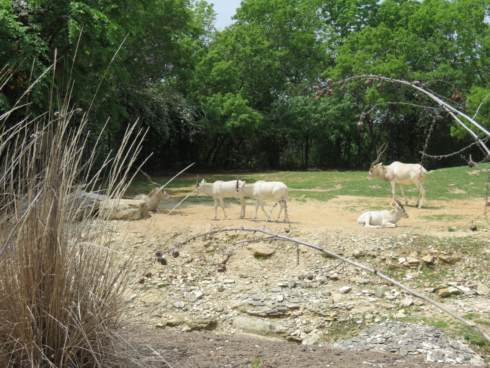 Wilds of Africa - Monorail Safari - Desert Exhibit for Addax