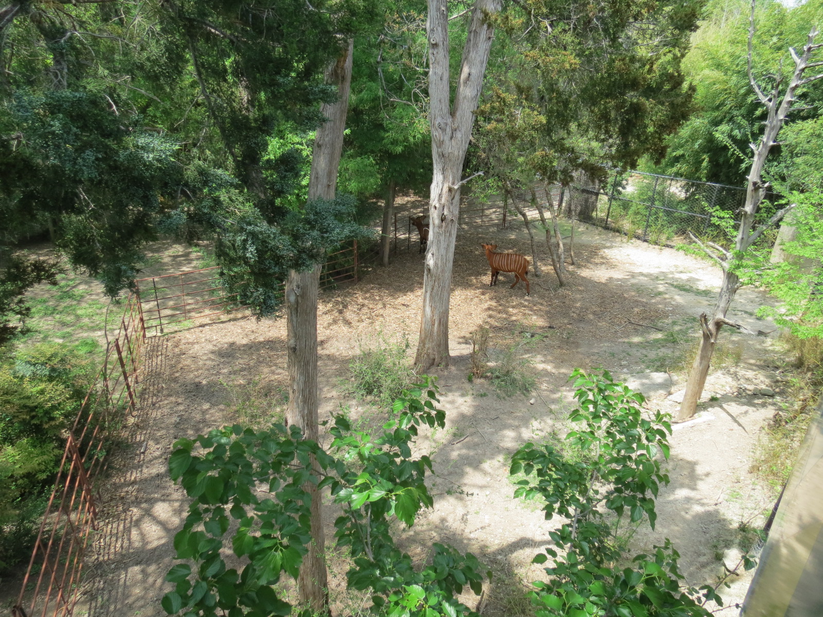 Wilds of Africa - Monorail Safari - Introduction Yard for Bongo in River Ex