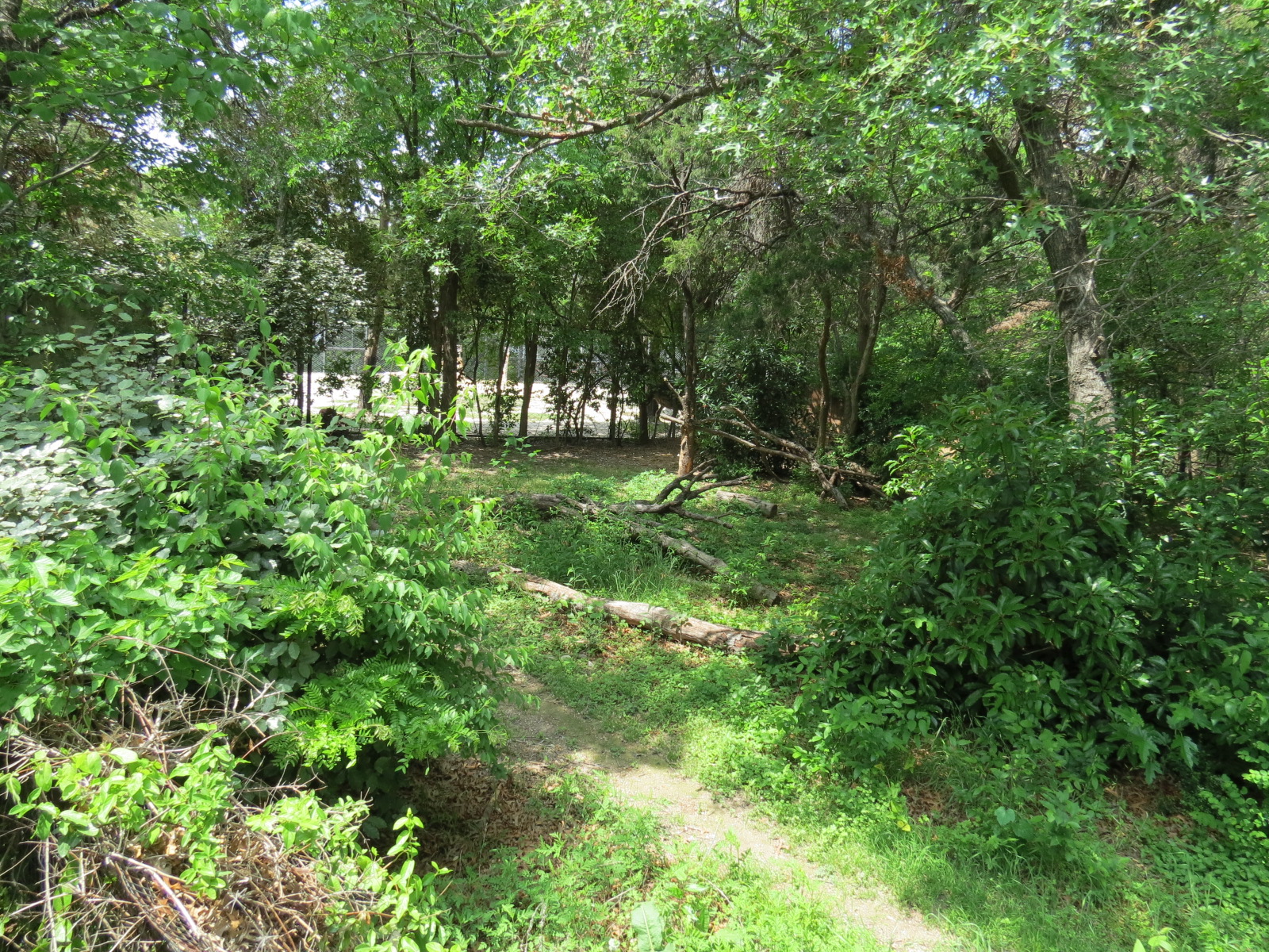 Wilds of Africa - Monorail Safari - Lappet-faced Vulture Exhibit