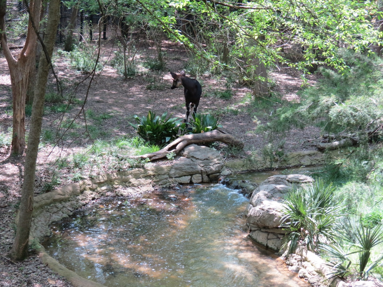 Wilds of Africa - Monorail Safari - Okapi Exhibit 1