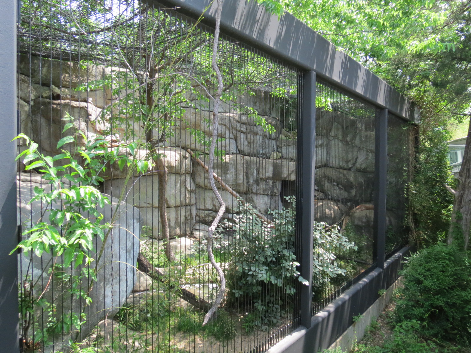 Wilds of Africa - Monorail Safari - Predator Exhibit for Caracal