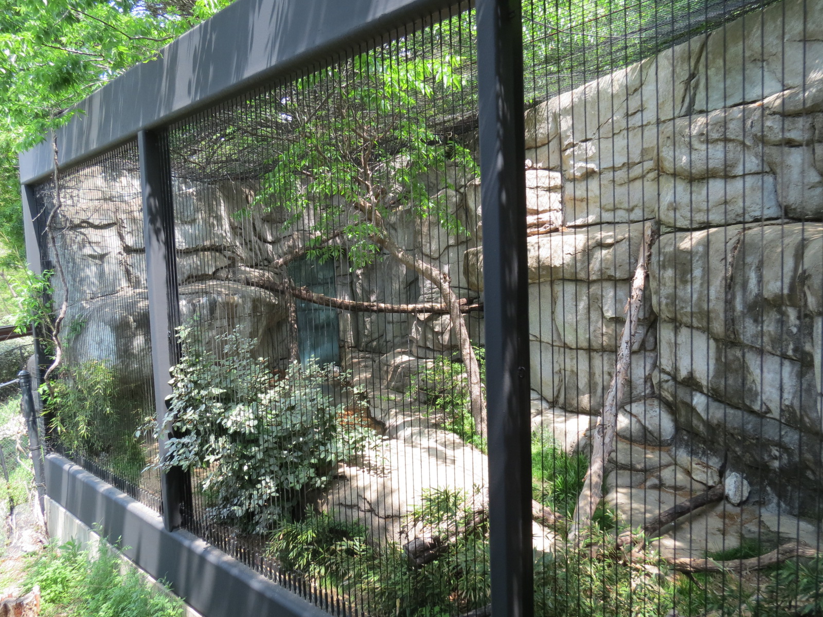 Wilds of Africa - Monorail Safari - Predator Exhibit for Caracal