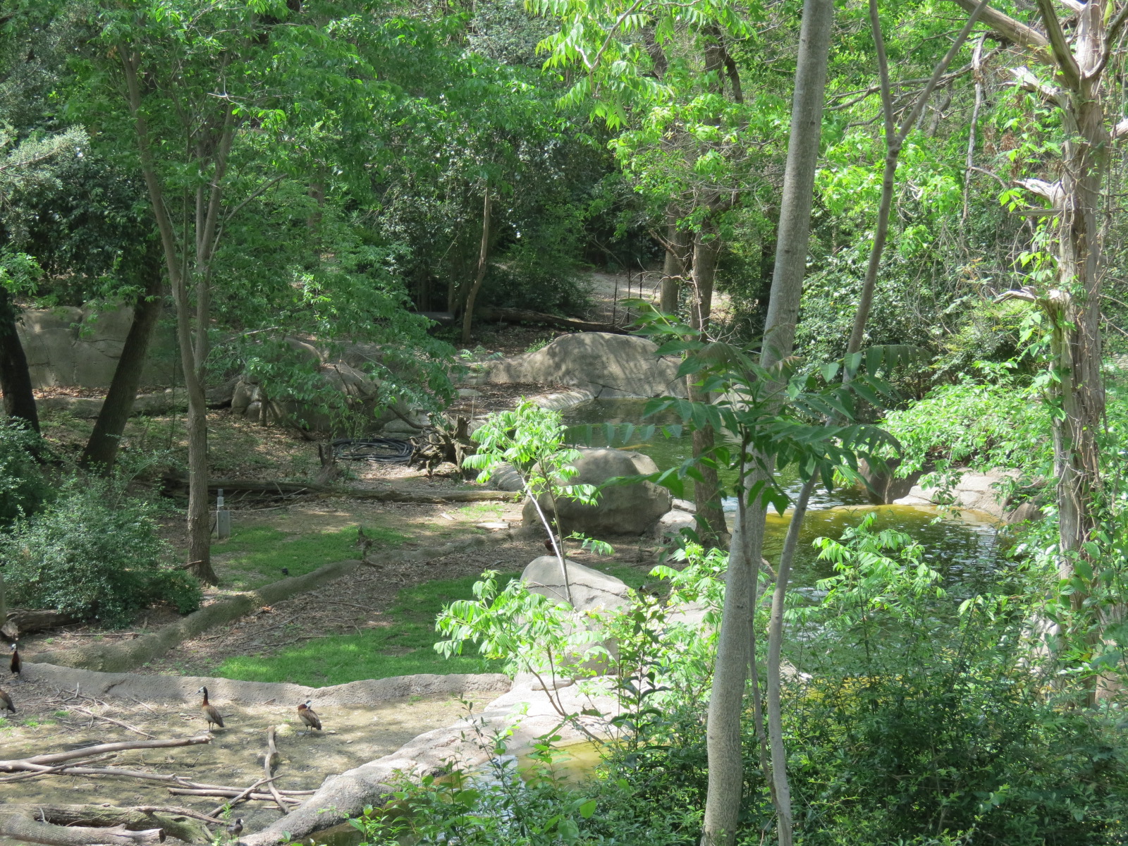 Wilds of Africa - Monorail Safari - River Exhibit for Waterbuck and Birds