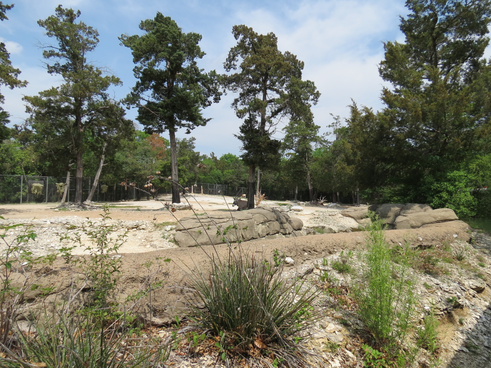 Wilds of Africa - Monorail Safari - Semi-arid Desert Exhibit for Gemsbok, A